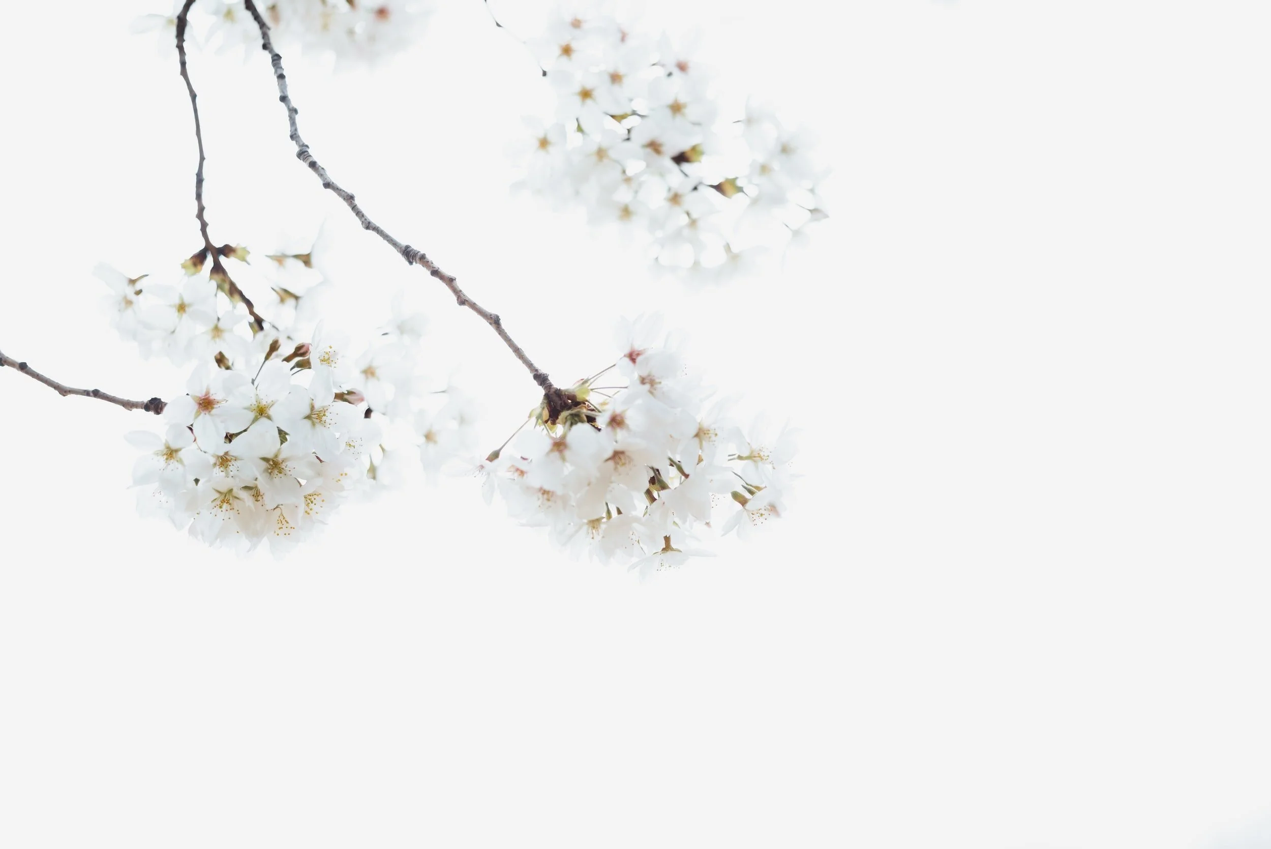 Springing Forward