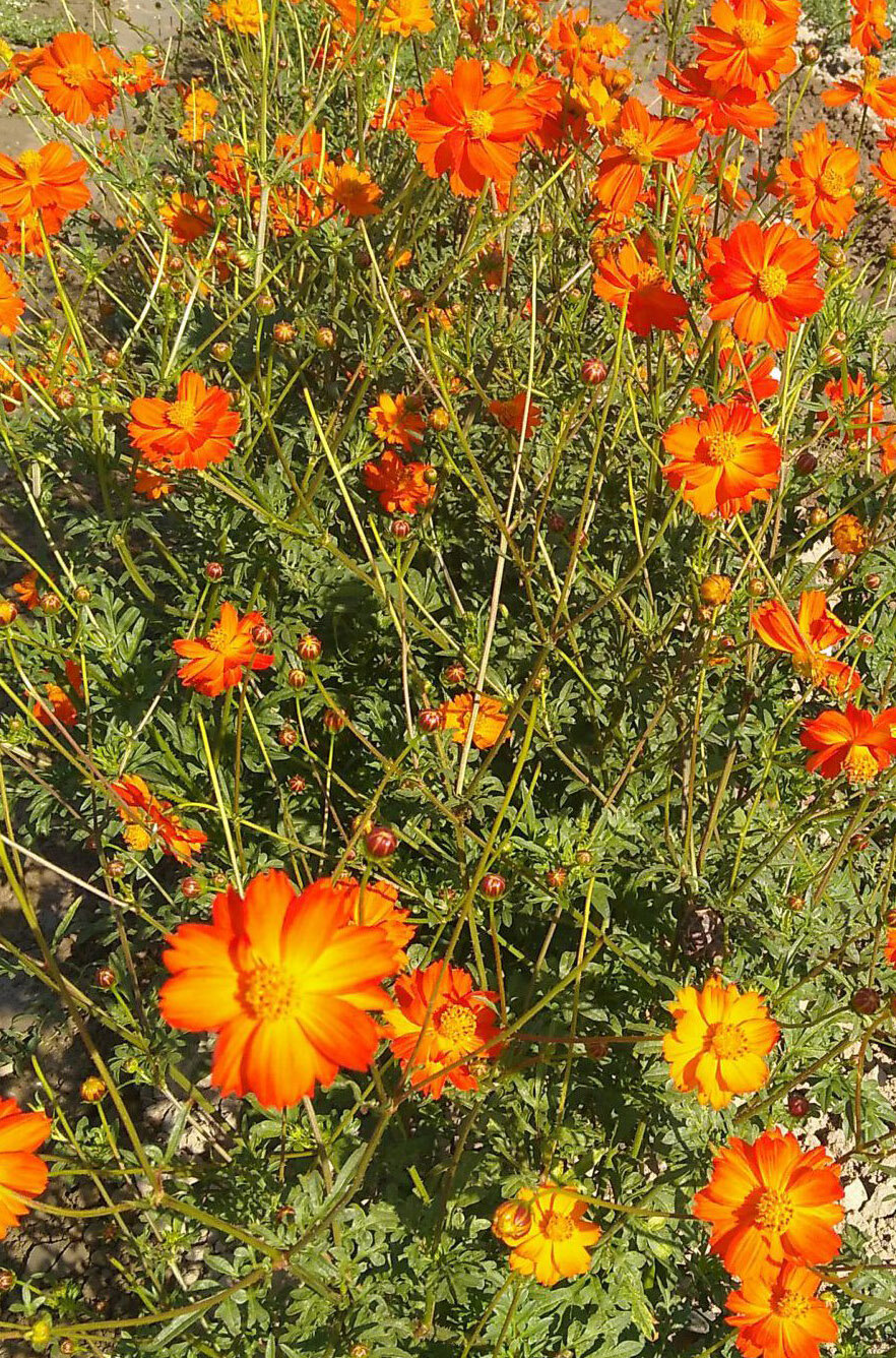 cosmos.jpg