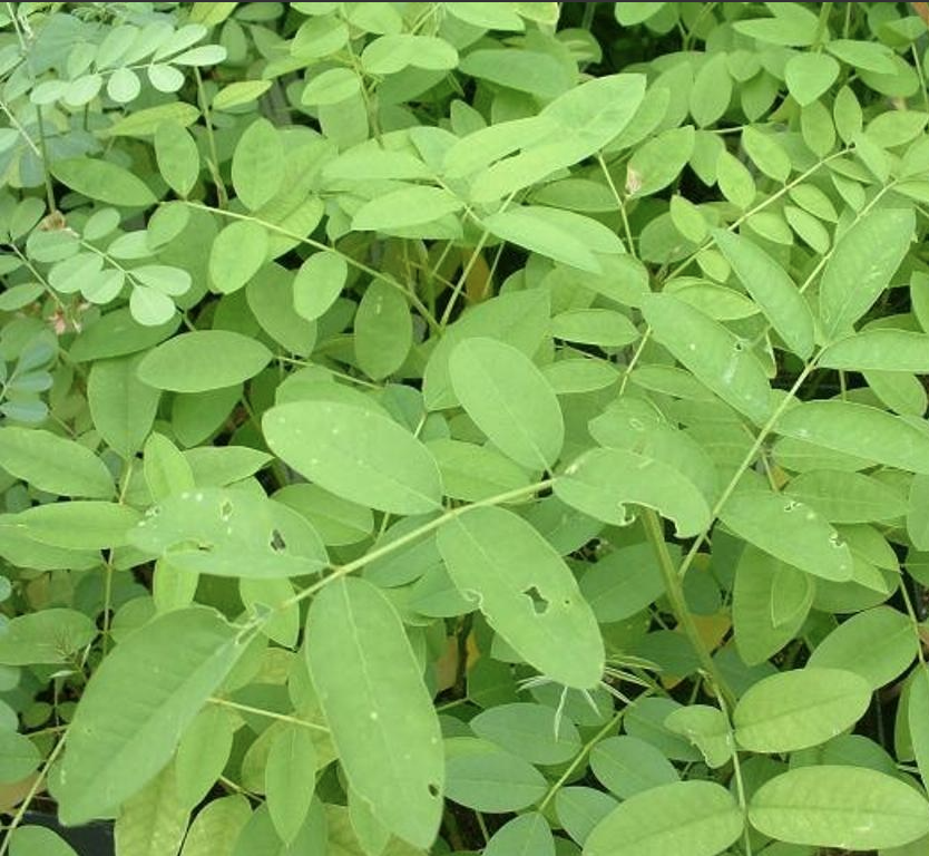 indigofera tinctoria.png