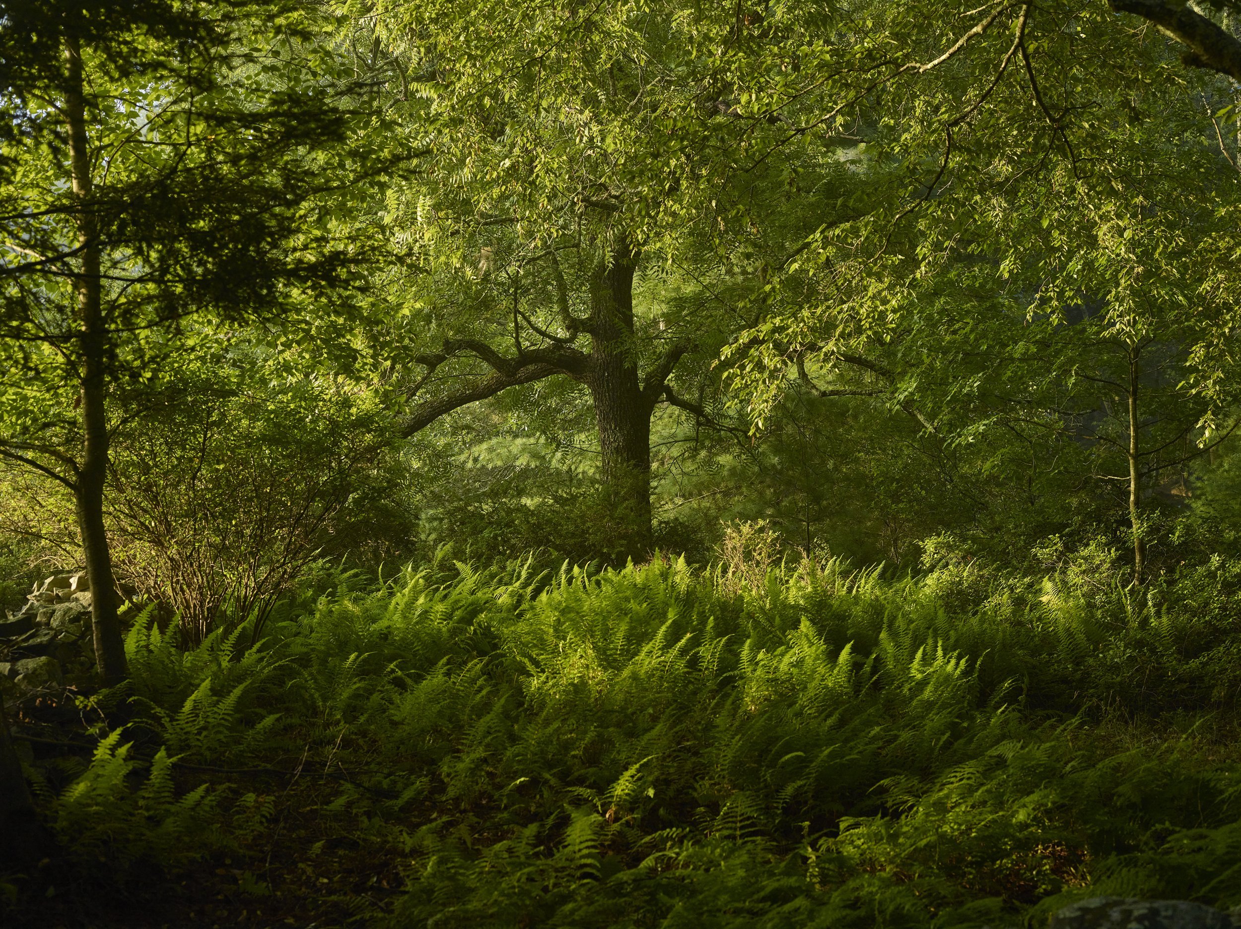 Elderflora