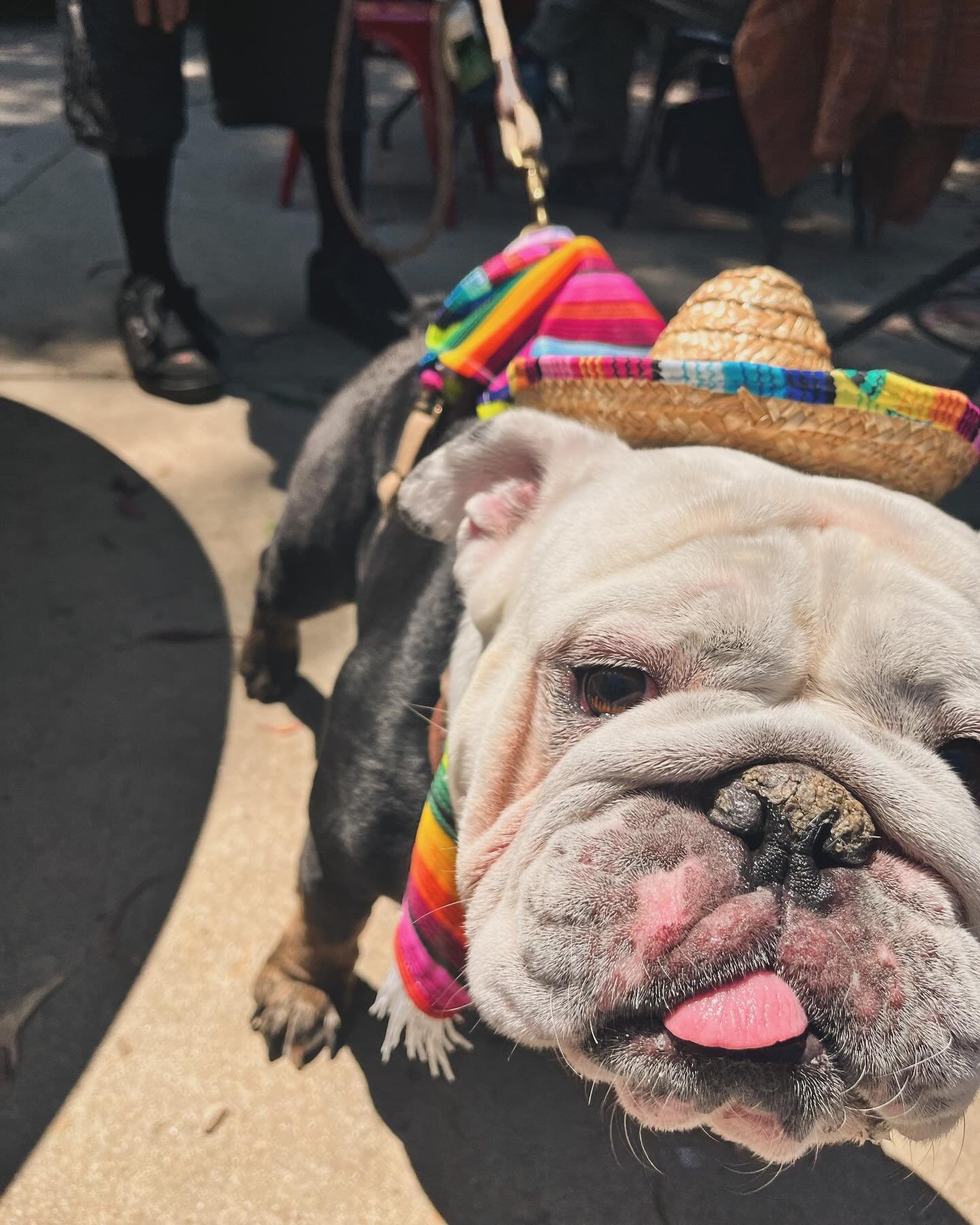 Join the festive spirit of Cinco de Mayo - &iexcl;Salud!
.
.
.
#americanbulldog #sombrero #goleta #goodland #sundayvibes #cincodemayo
