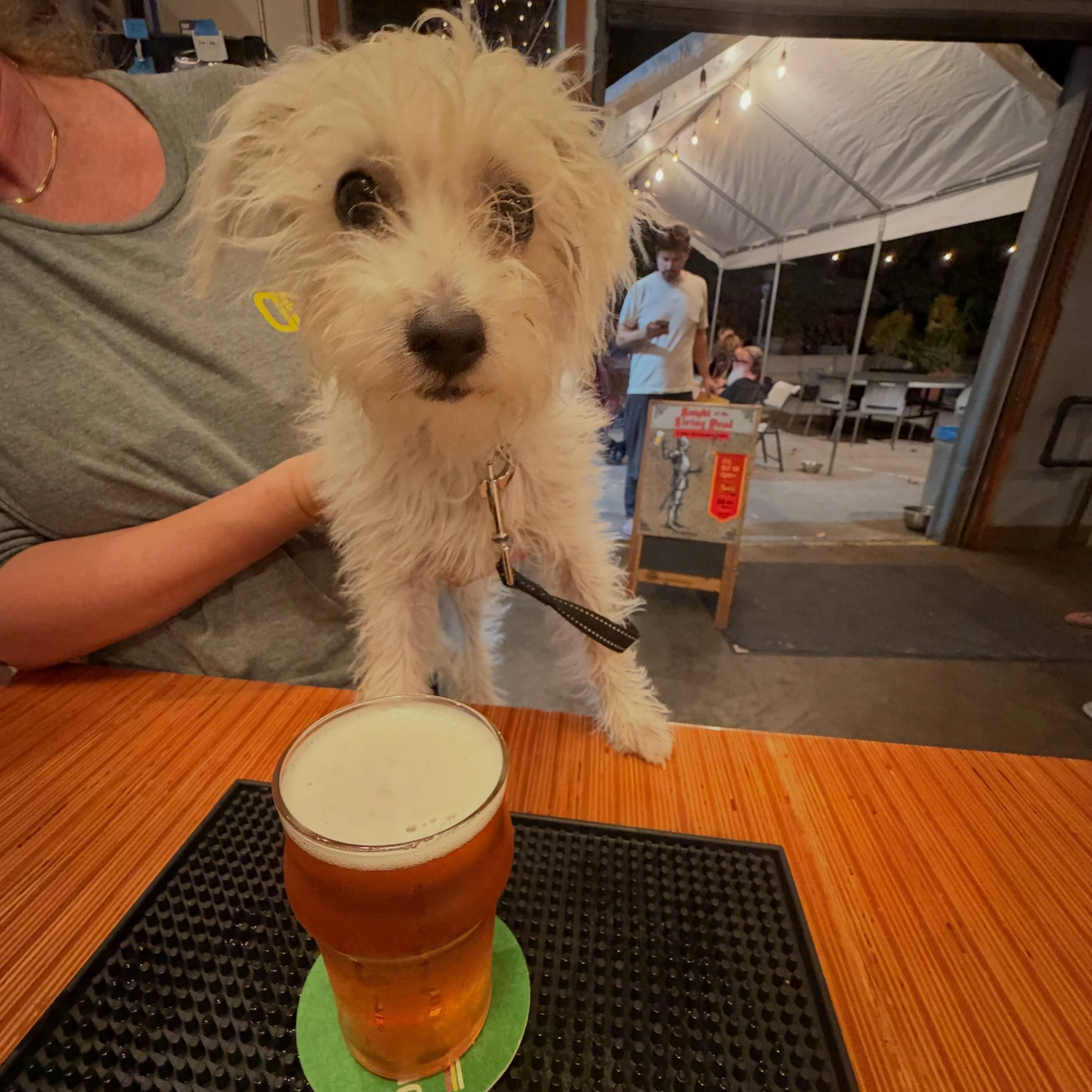 A half pint and a half pint equal a full pint. This little furry half pint is available for adoption at @doghaus.sb (The other one for drinking.) 
.
.
.
#doghaussb #draughtsmendogs #goleta #draughtsman