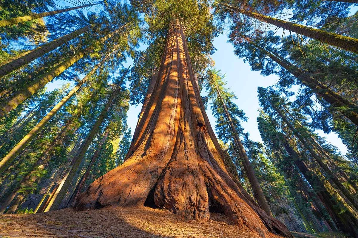 redwood trees.jpg