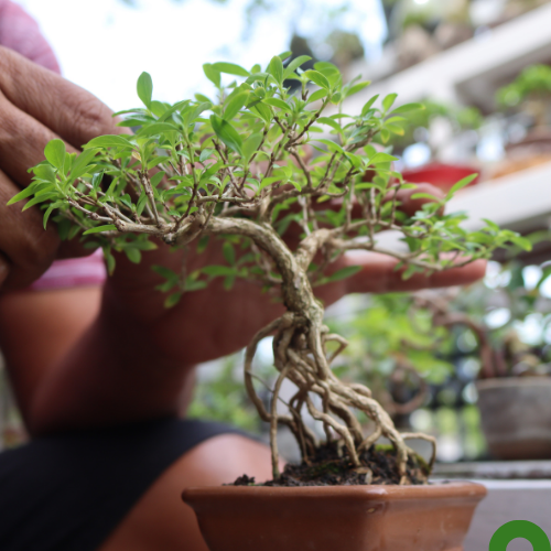 Workshop: Bonsai Bar
