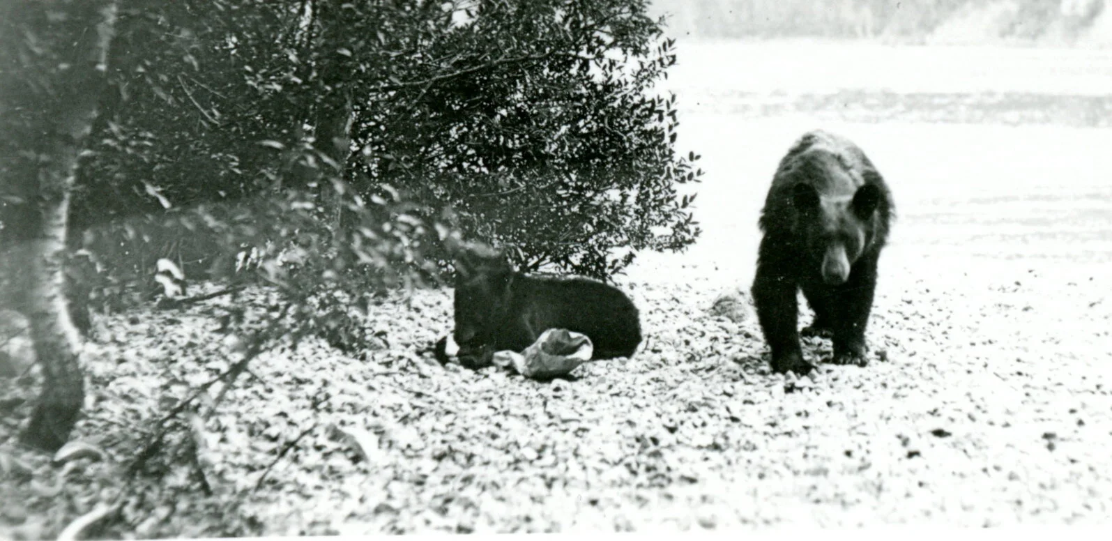 Bears at unk location
