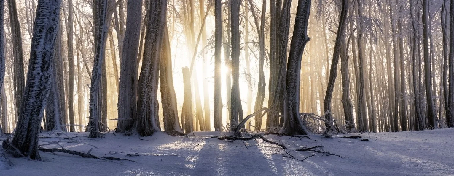 Winter YogaFest 2026 - A Seeker's Life: Yoga &amp; the Invitation to Meaning