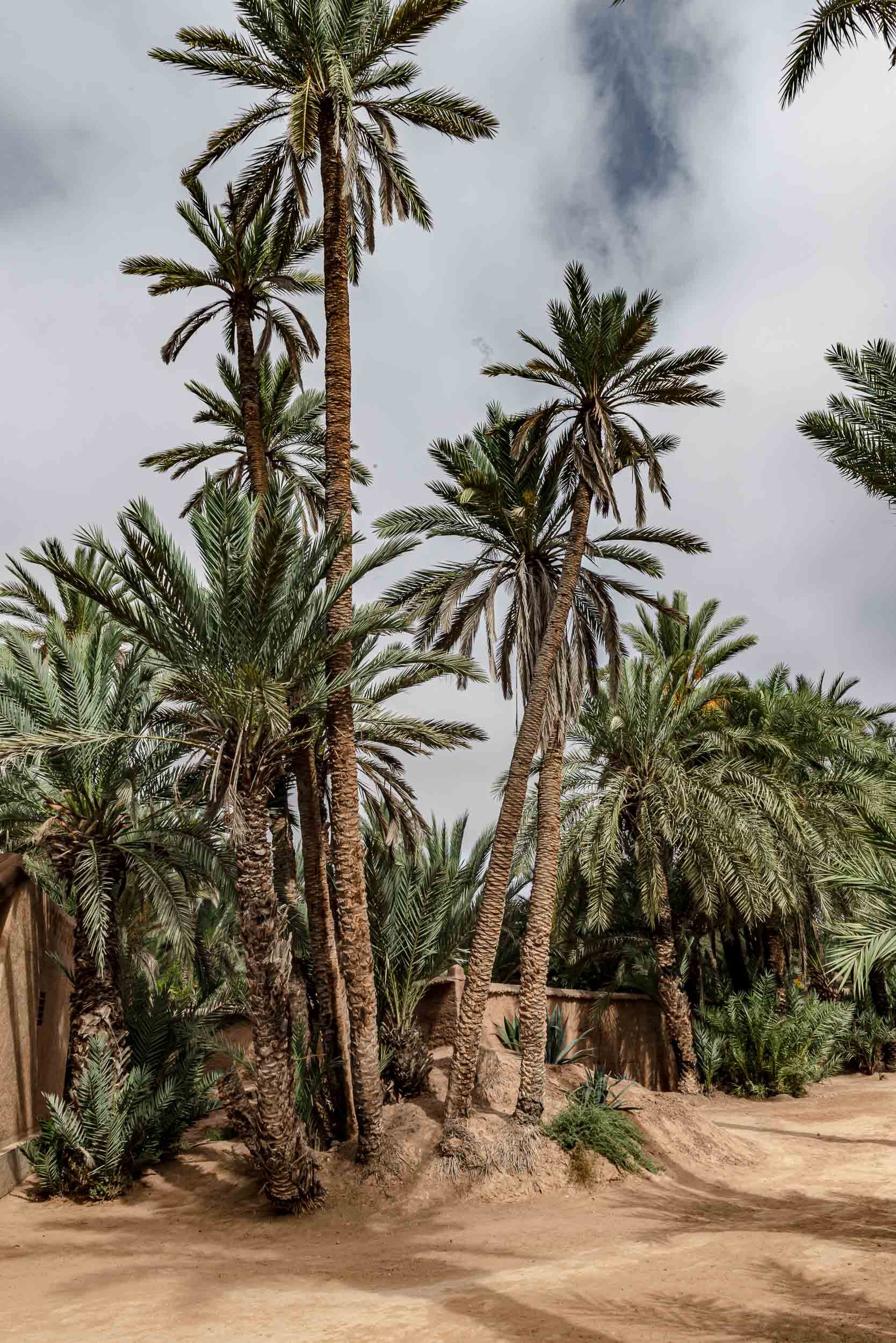 maison de l'oasis-route du sud maroc-mrtripper-10.jpg