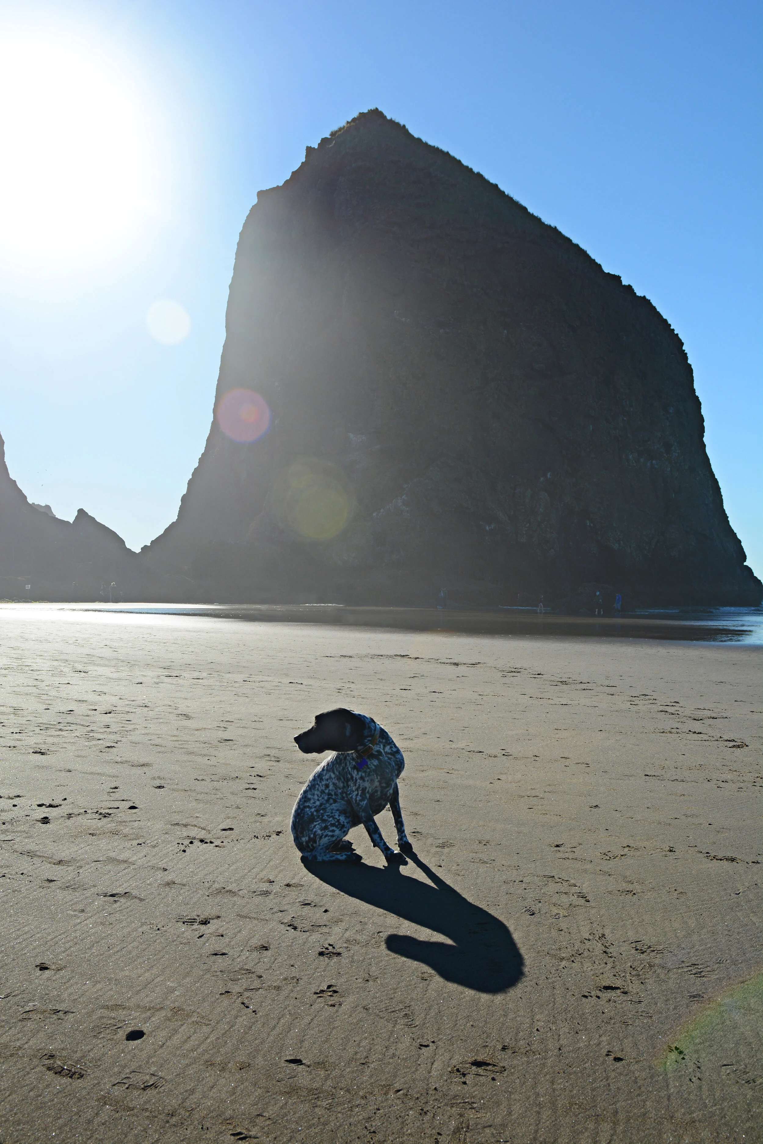 Braque d'Auvergne at Haystack Rock in Oregon, USA