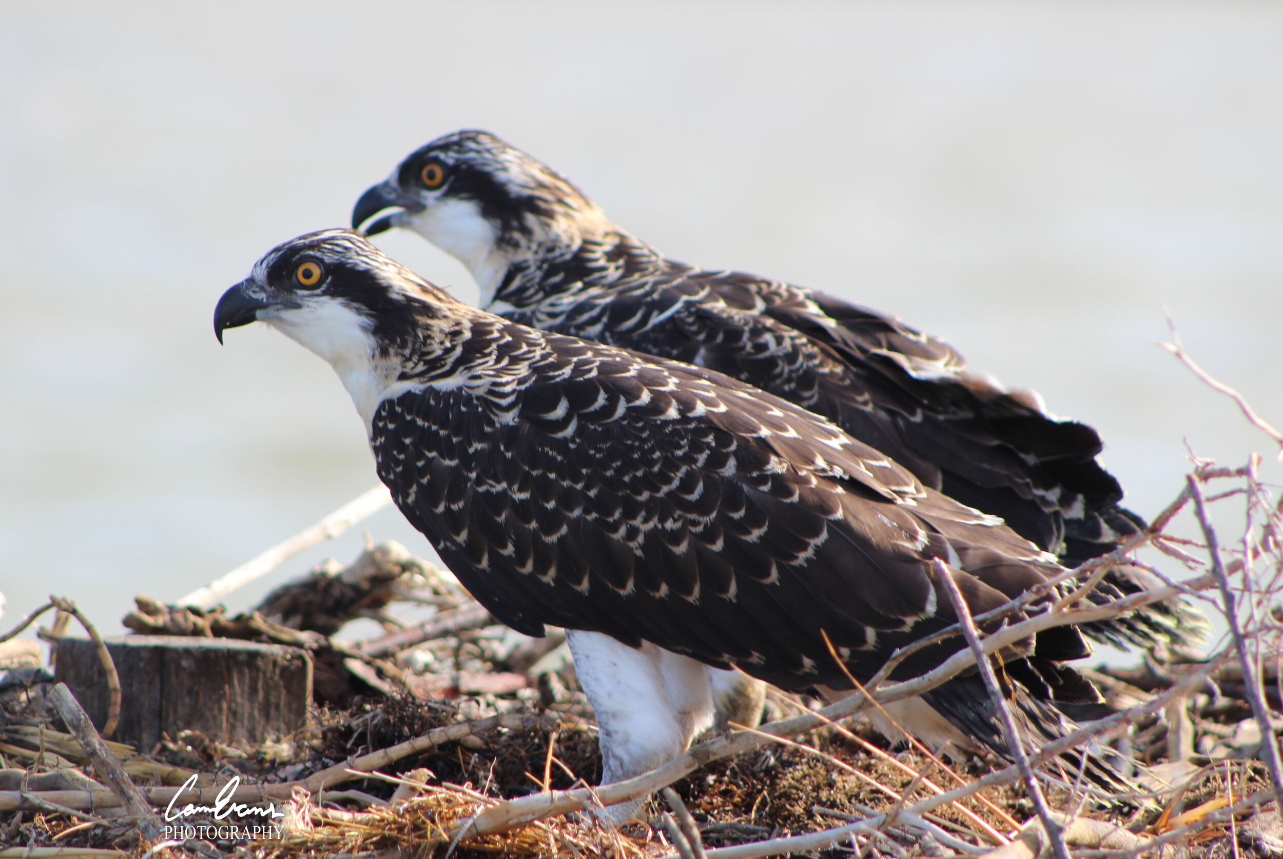 2Young Ospreys in nest IMG_7462 copy.jpg