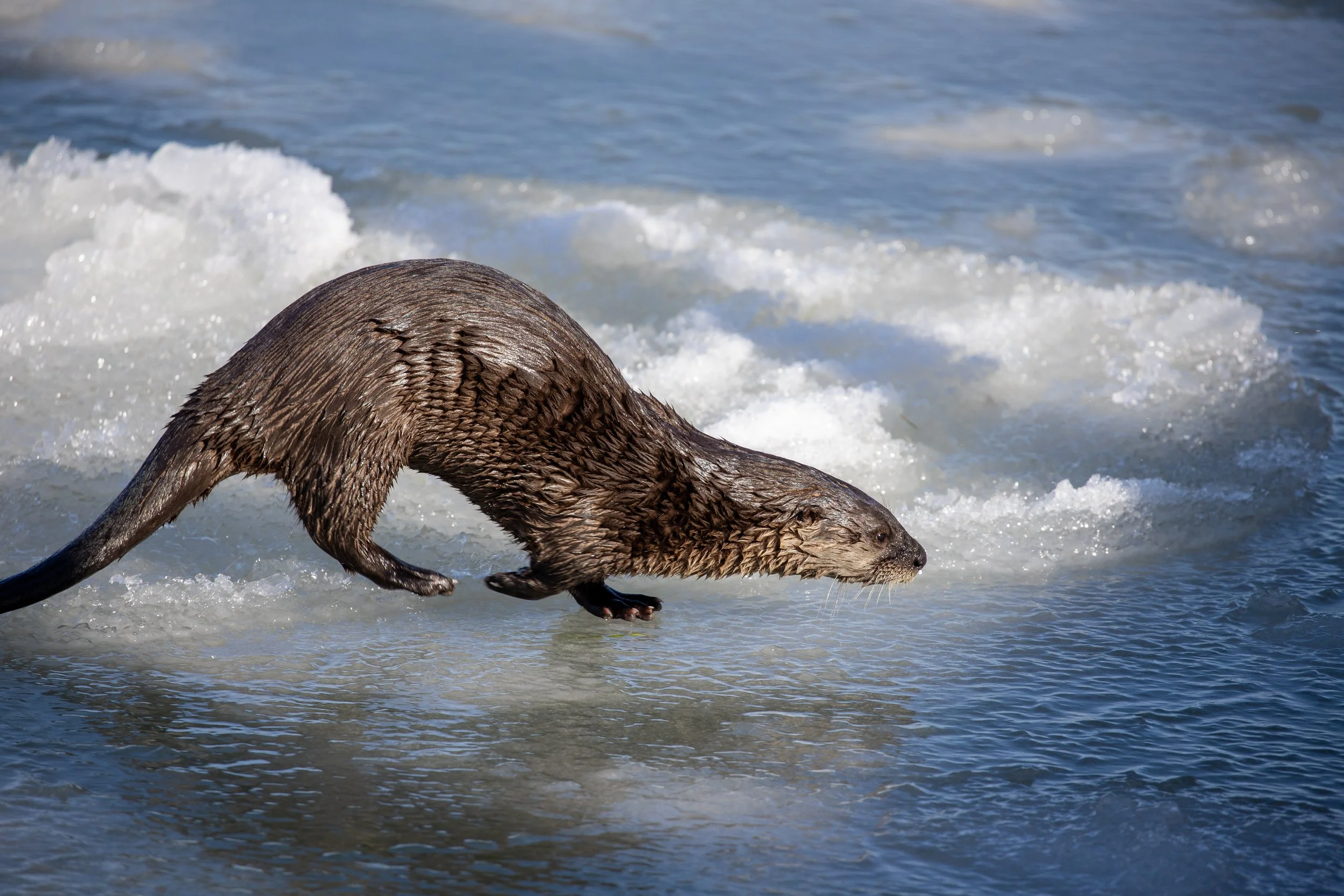 Otter on Ice