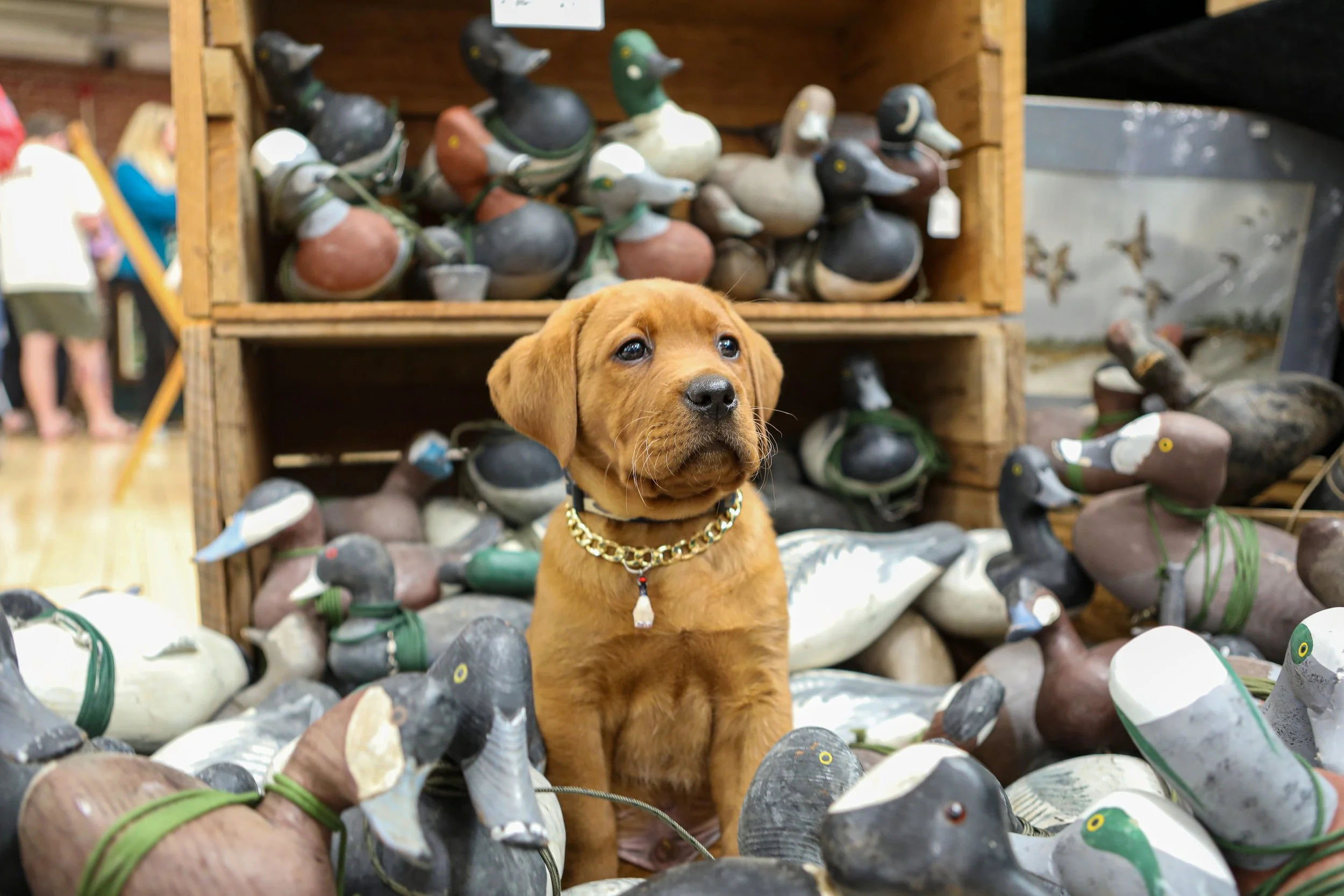 Ducks with dog.jpg