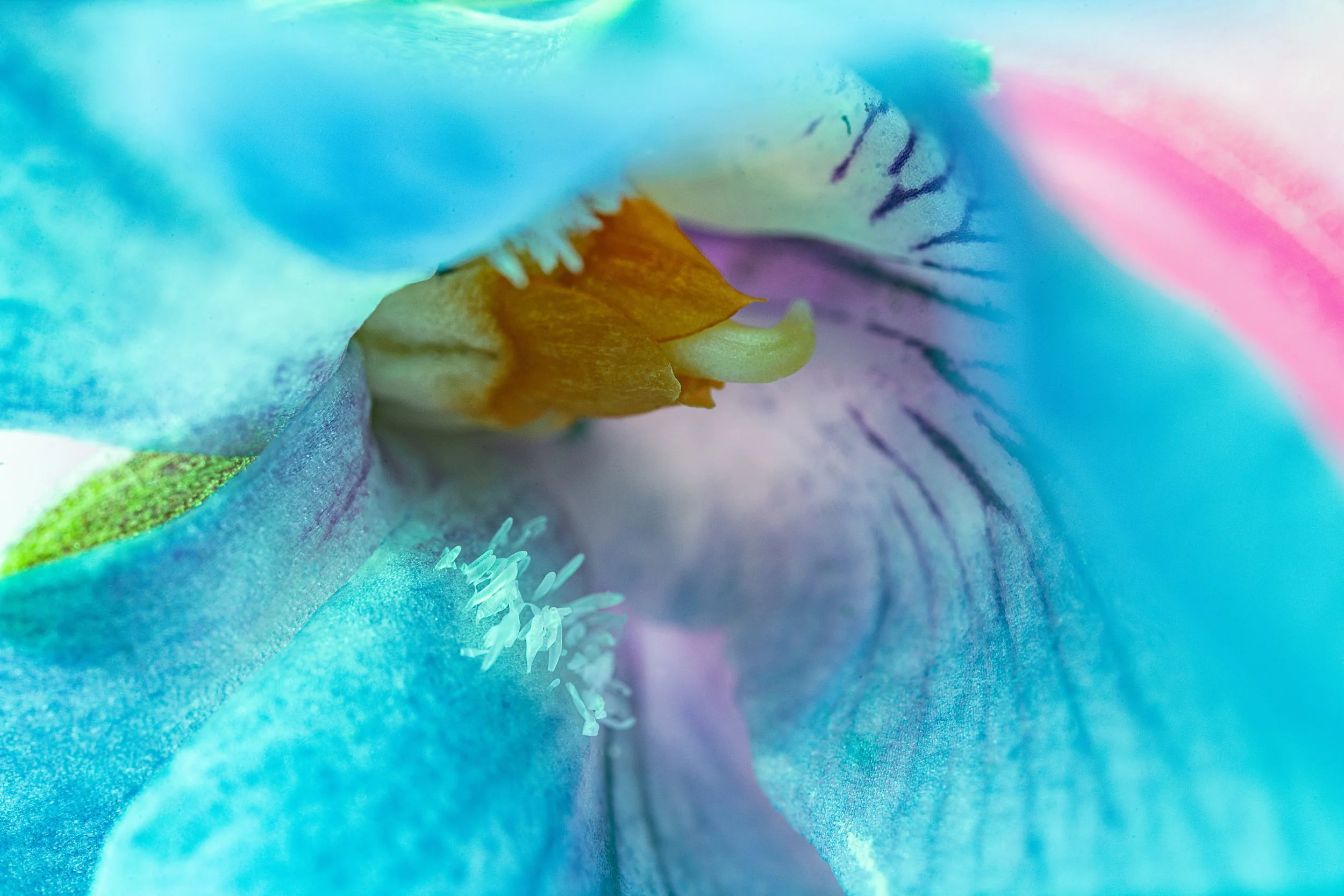_DSC4980-Edit.jpg