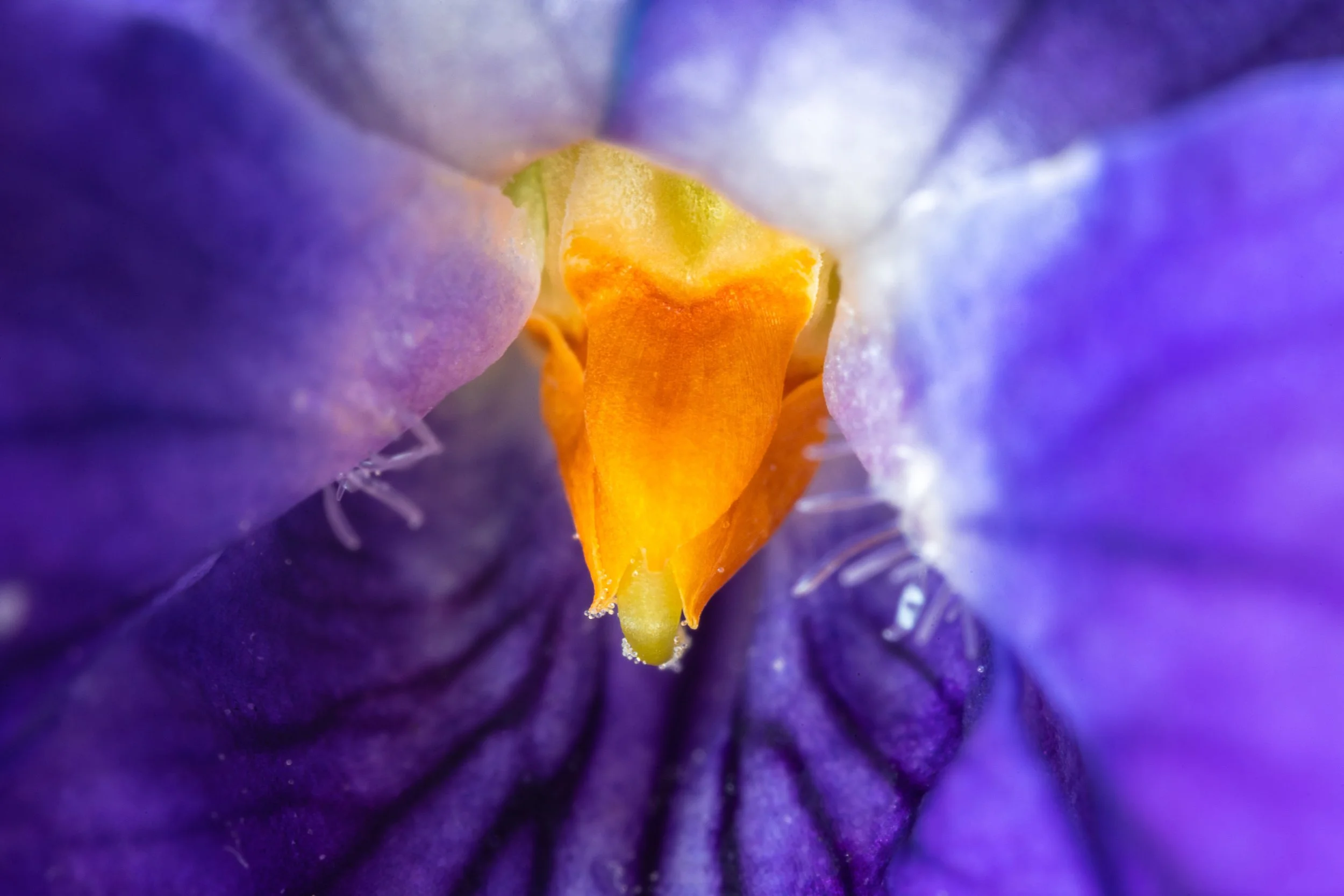 _DSC4725-Edit.jpg