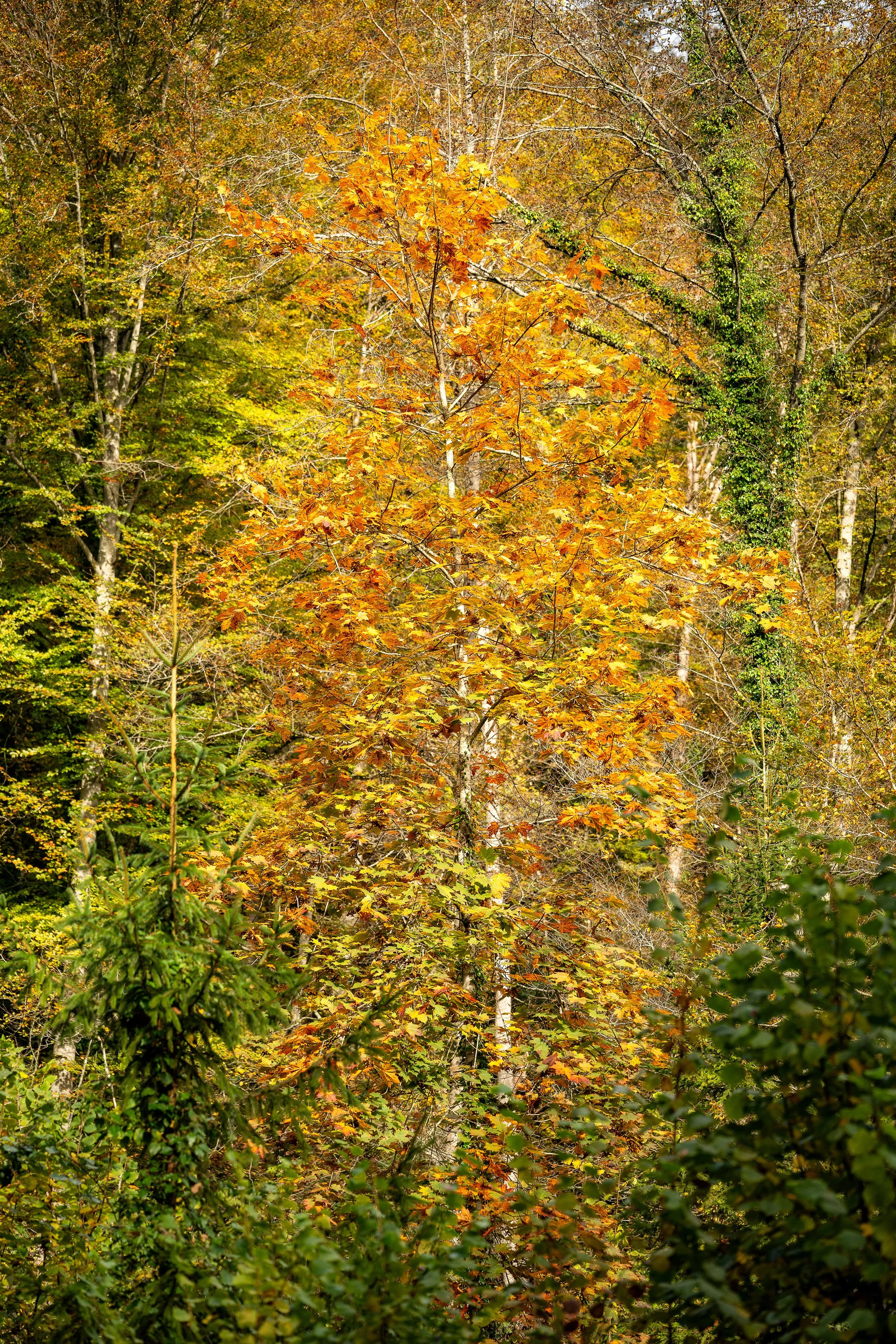 _DSC0078-Edit.jpg