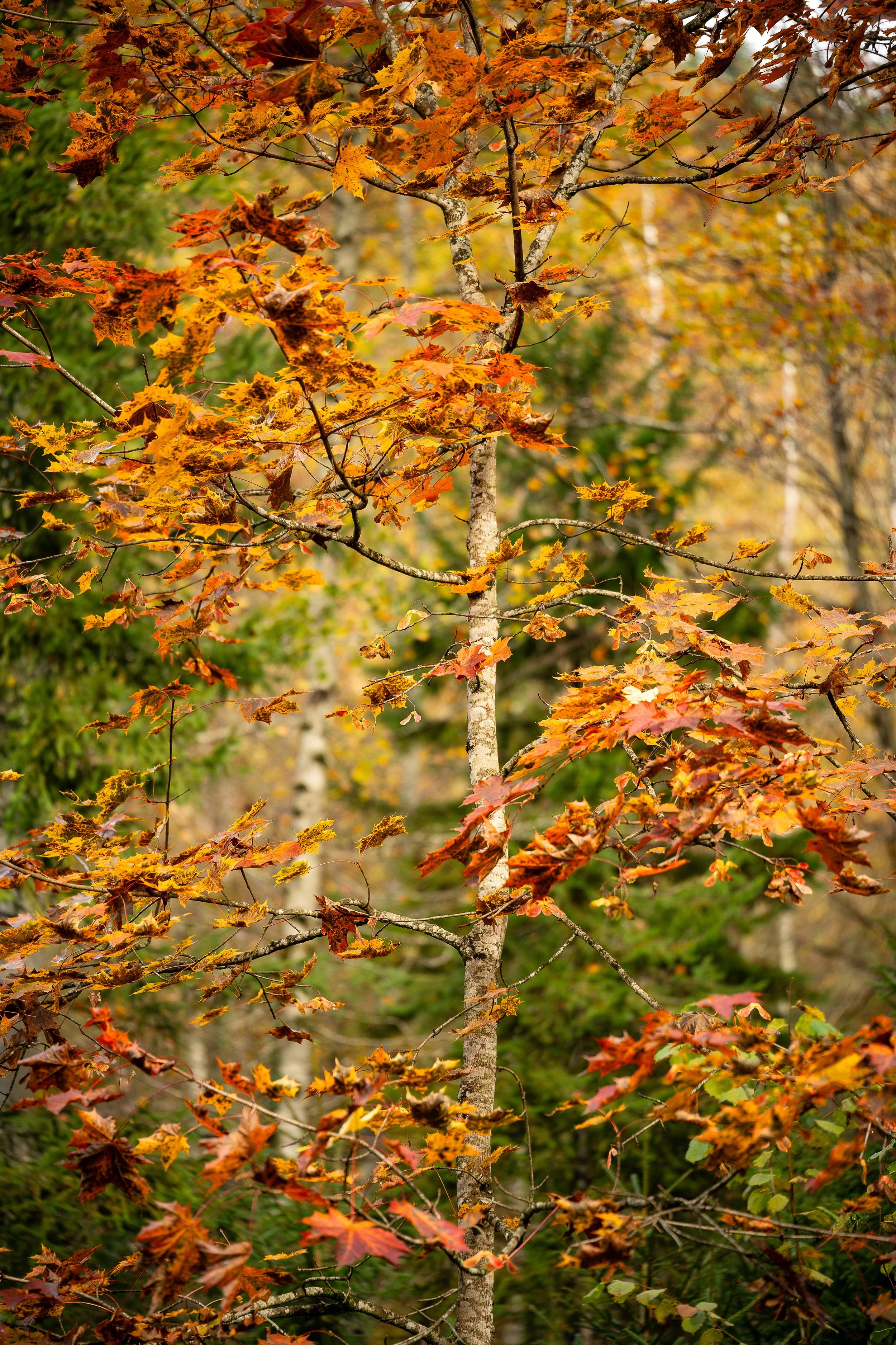 _DSC0082-Edit.jpg