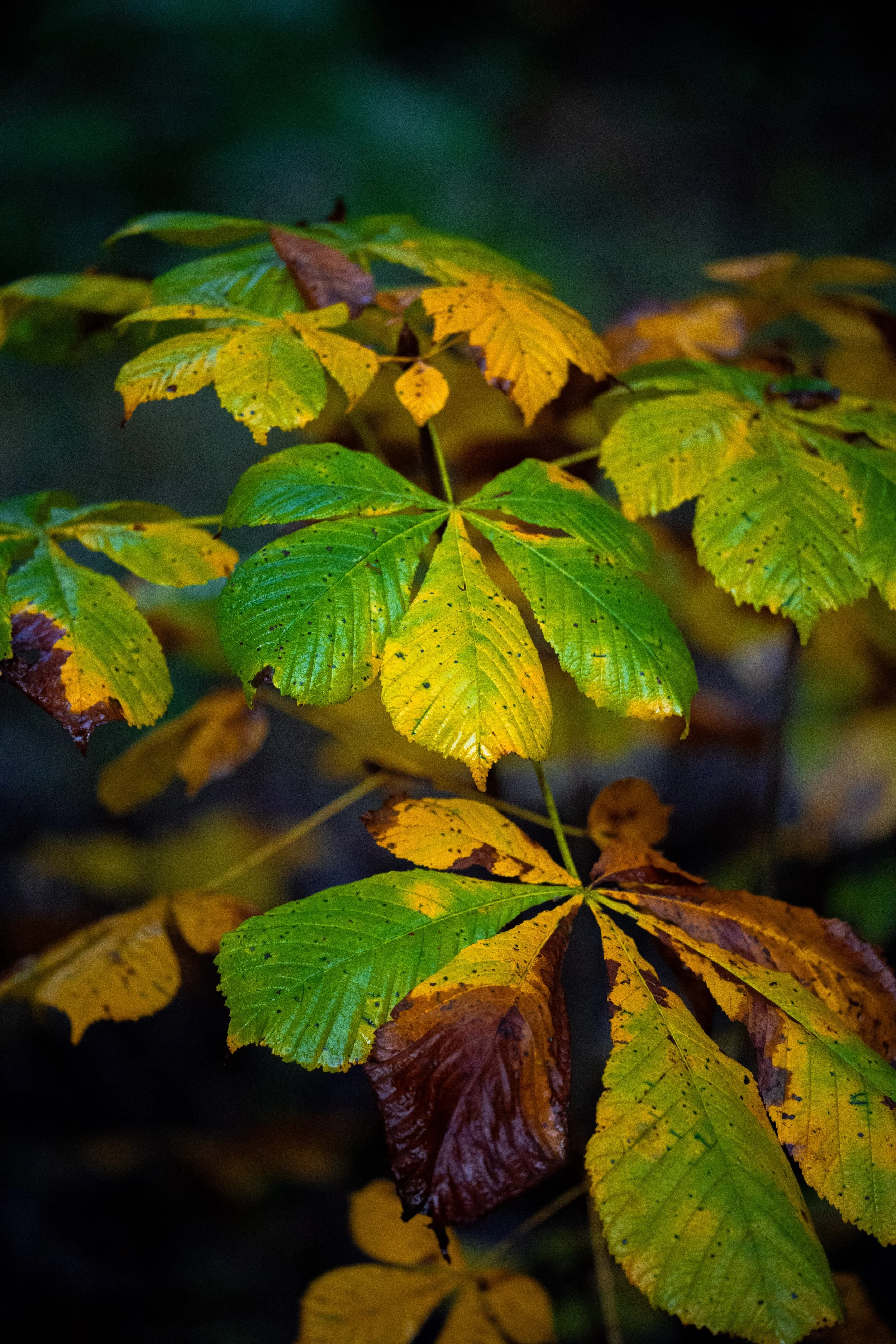 _DSC9867.jpg