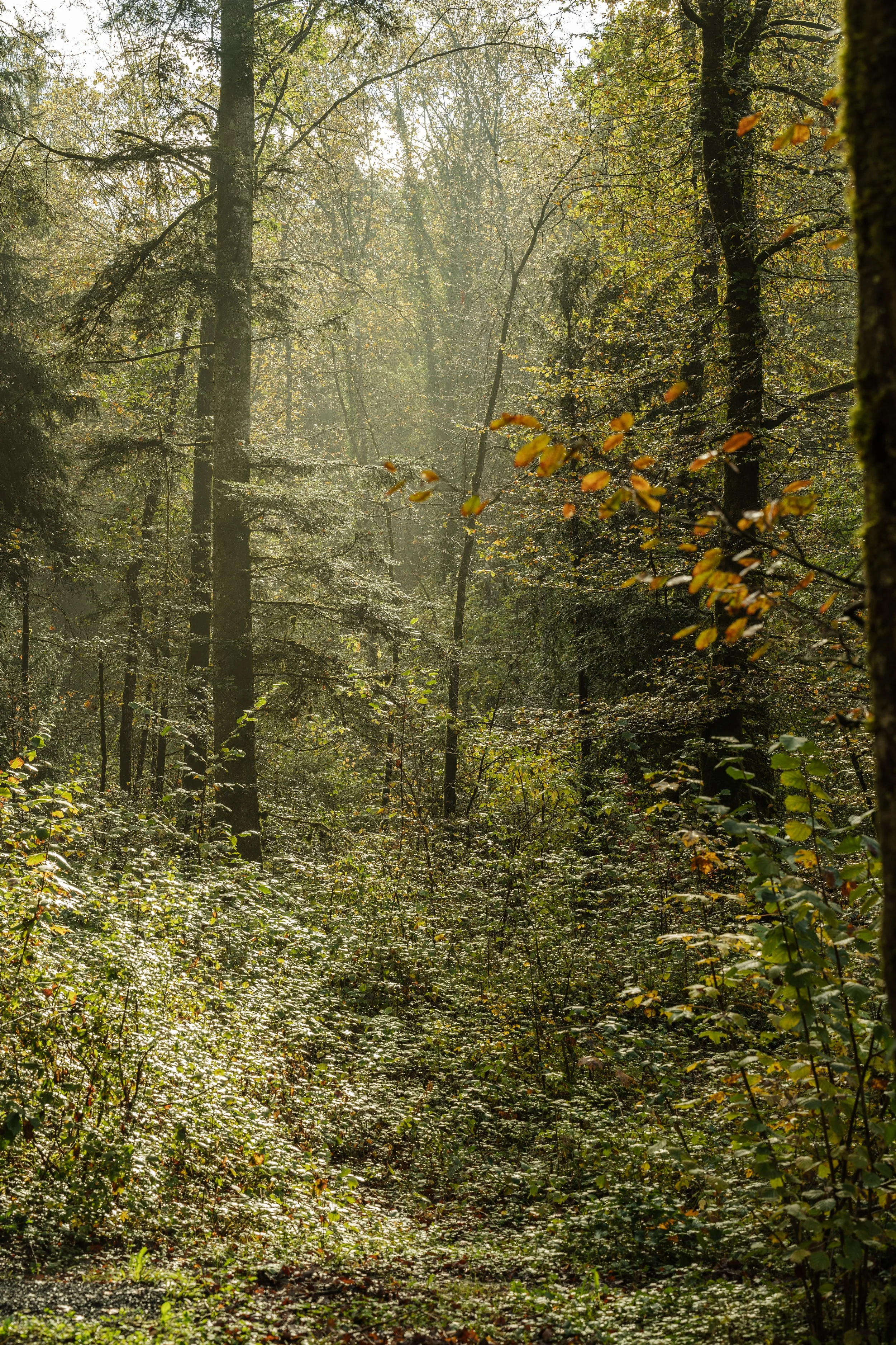 _DSC9907.jpg
