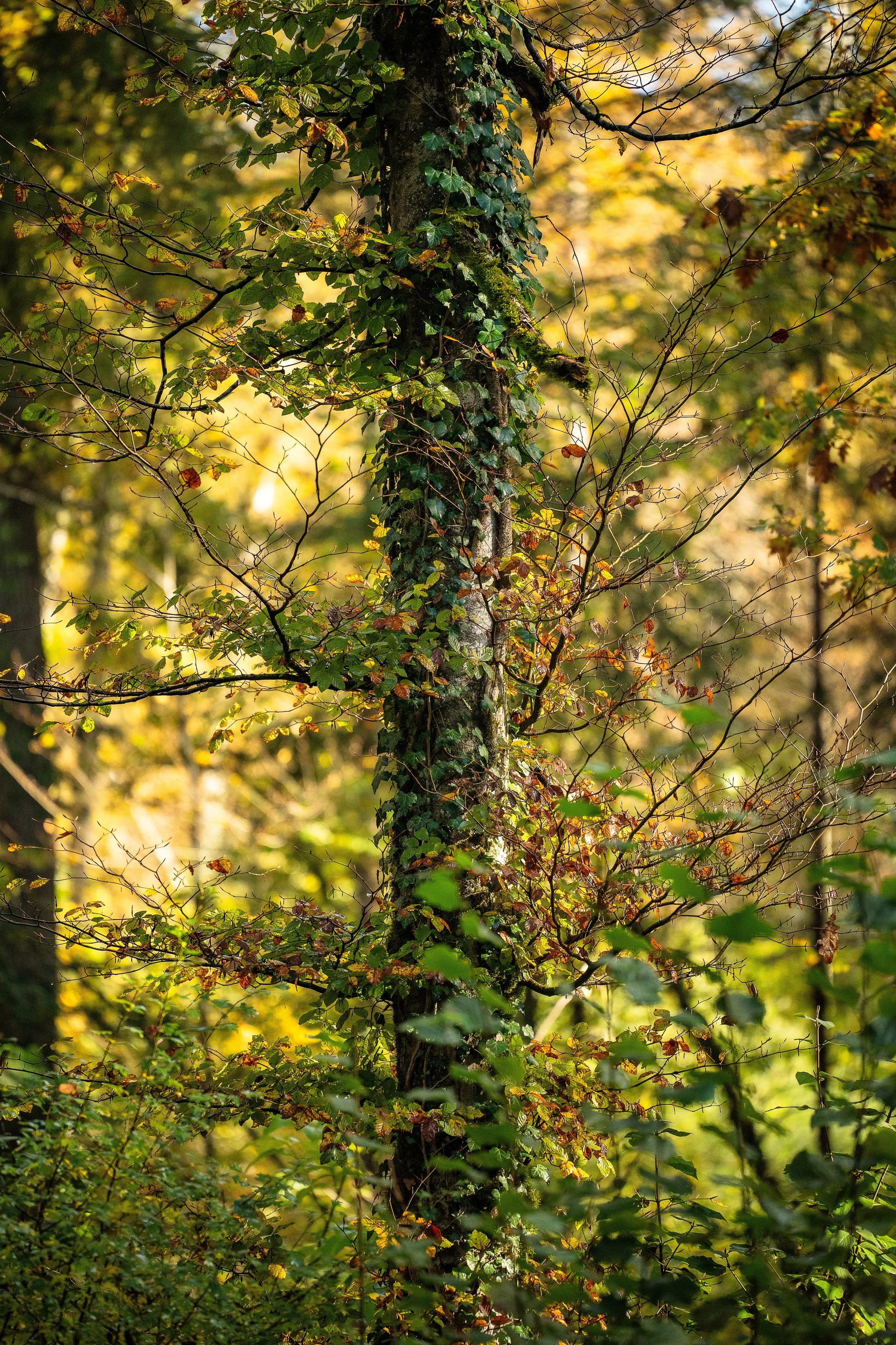 _DSC9919-Edit.jpg