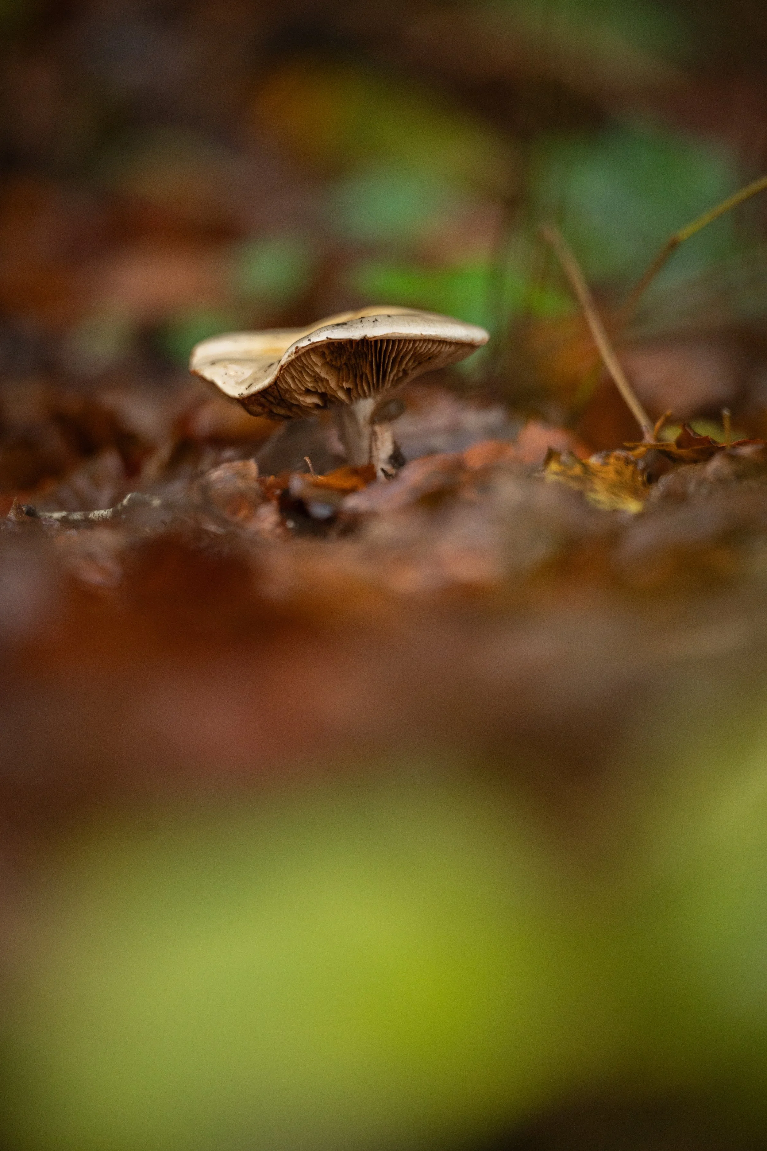 _DSC9921.jpg