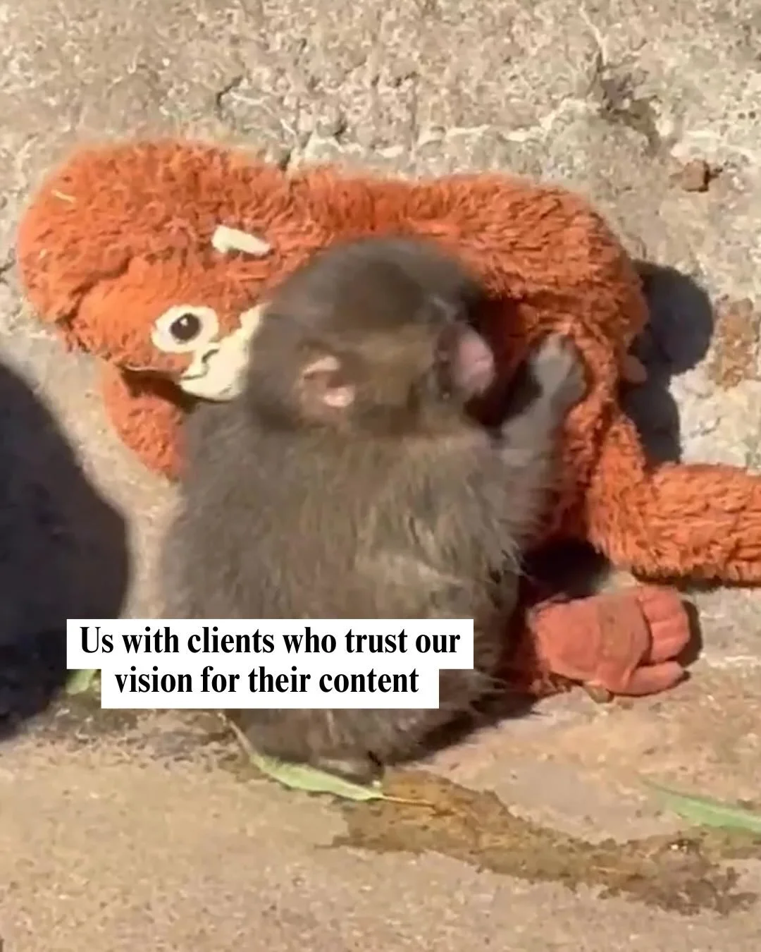 We feel the same way as Punch 🙌🏼

Comment &ldquo;BRAND&rdquo; to learn how YOU can go viral this year.