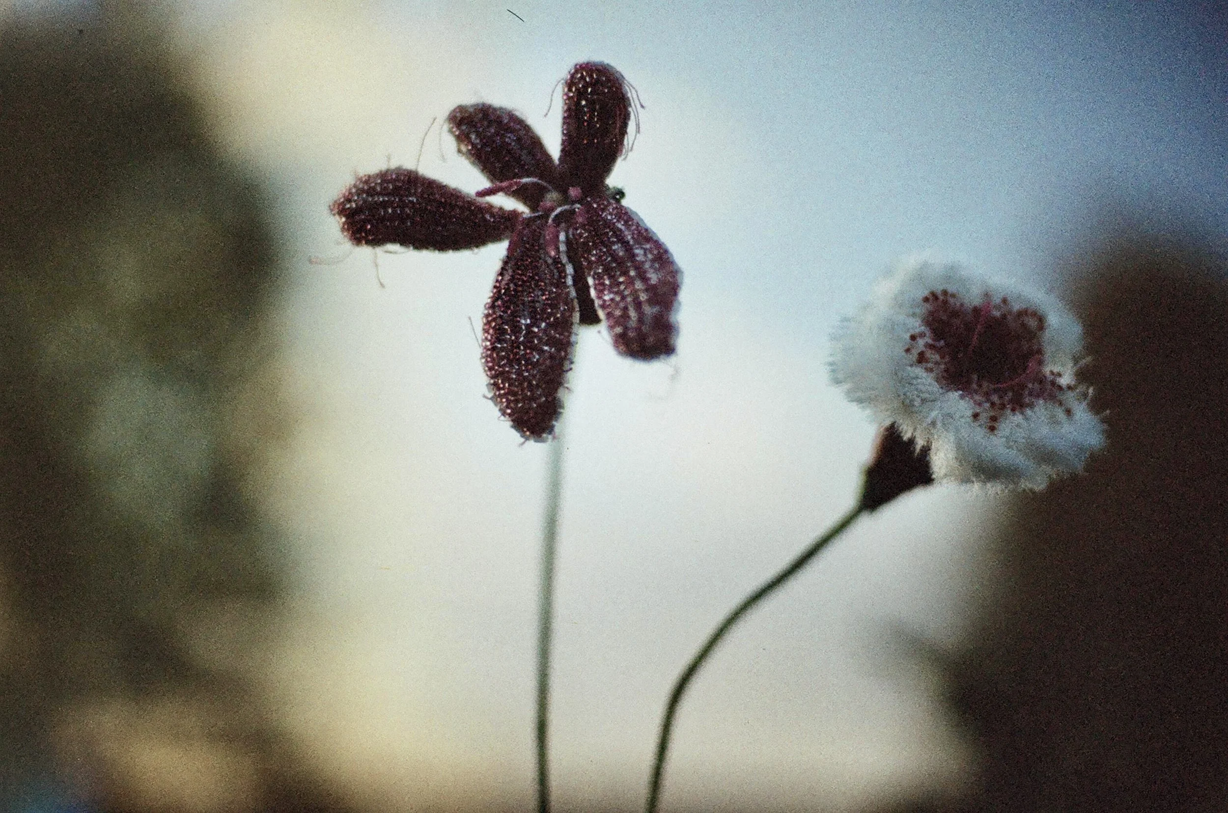 Botanical Portraits《花の肖像》