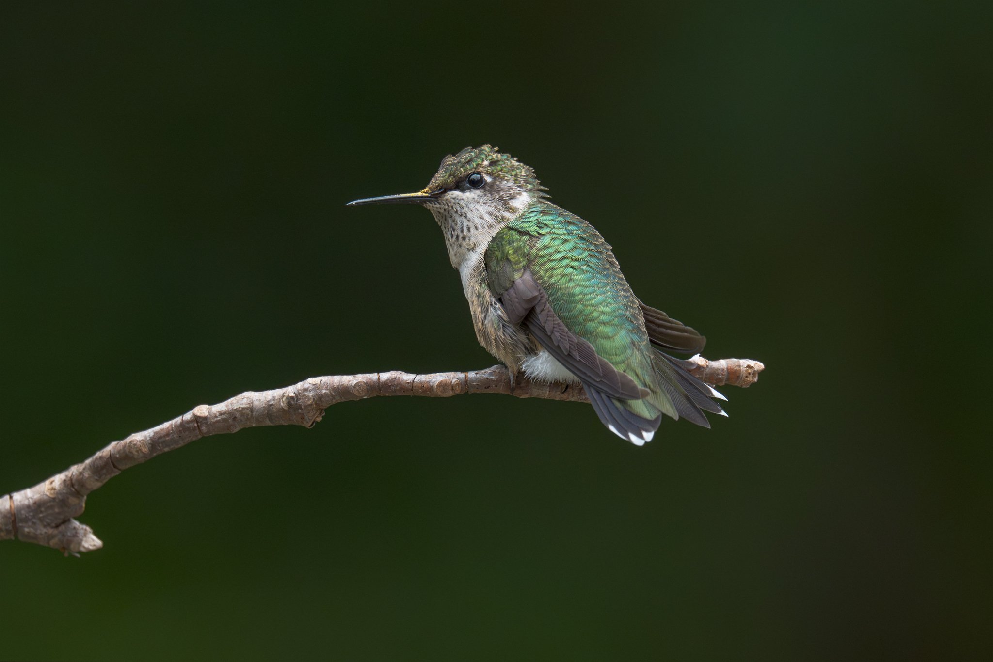 At Rest