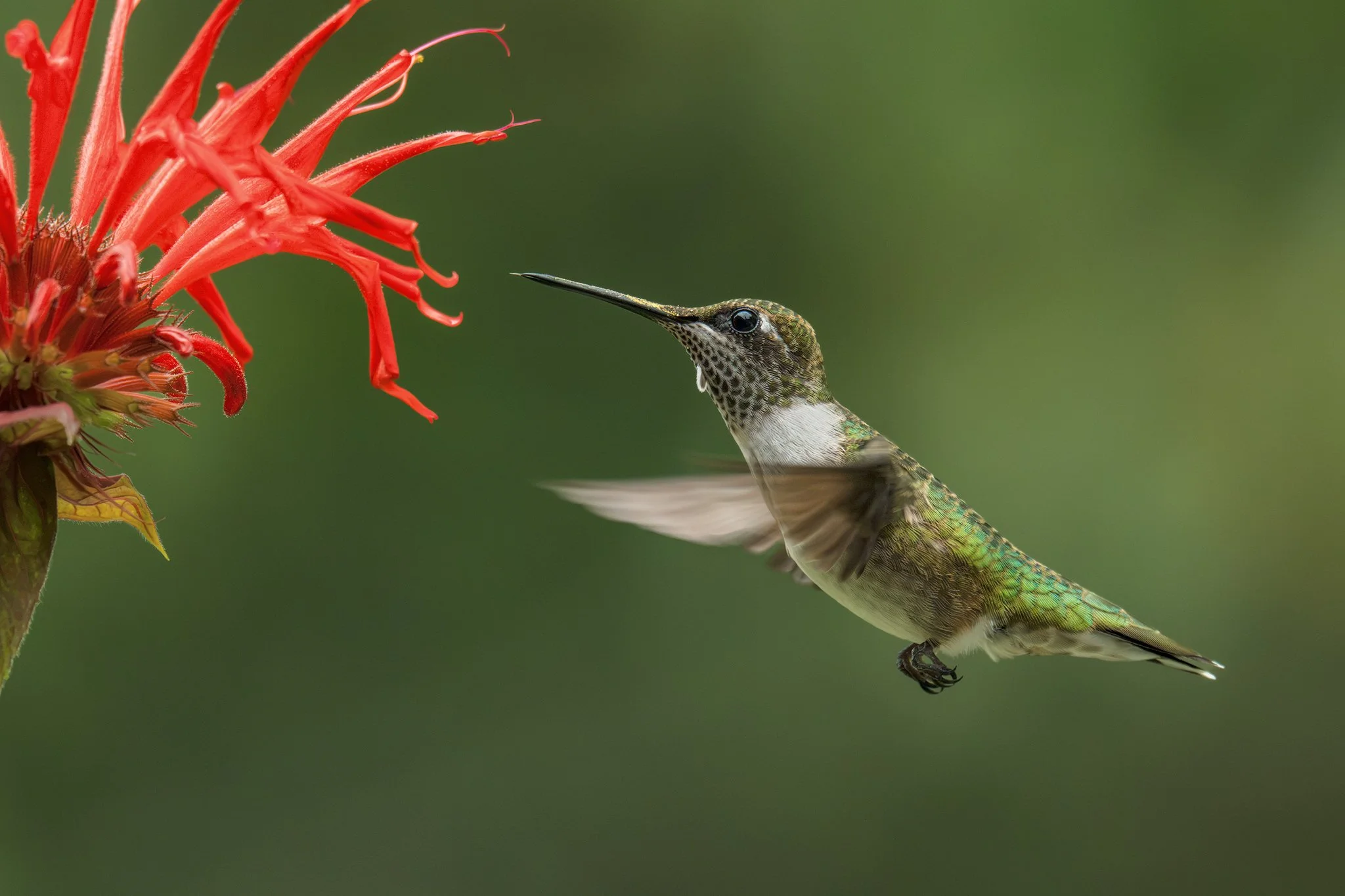 Bee Balm Madness