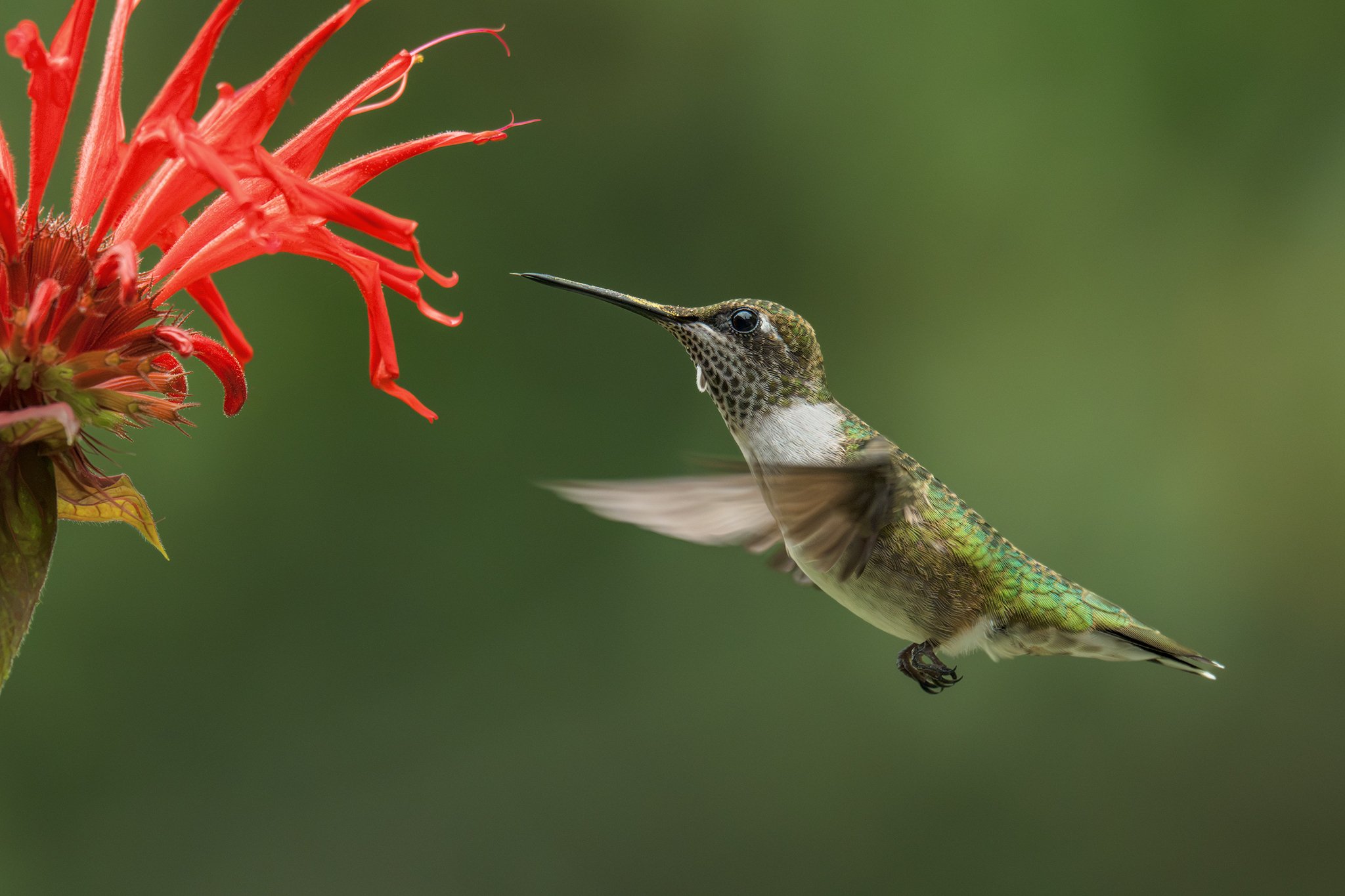 Bee Balm Madness