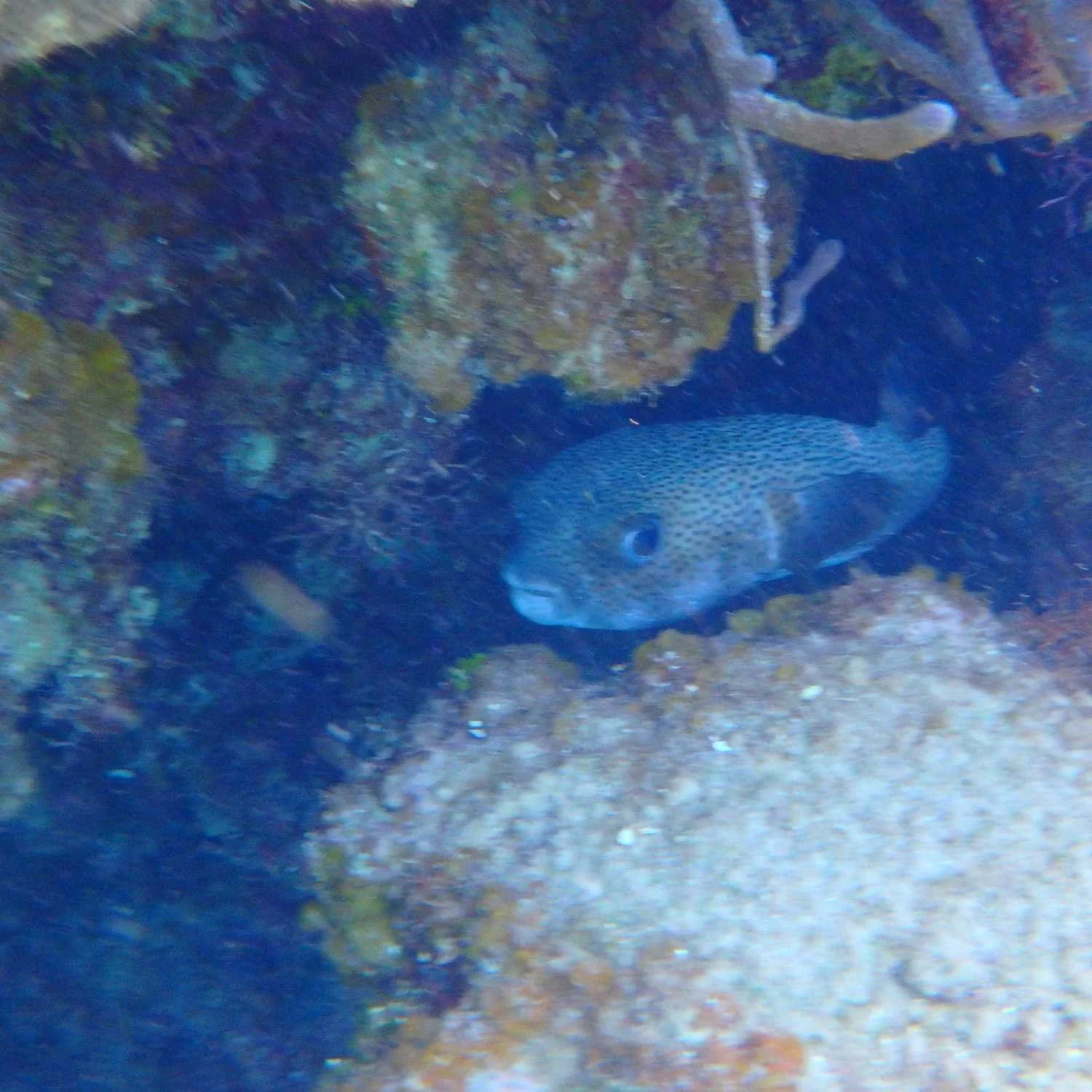 Fugu puzzle box by Jason DeGeorge