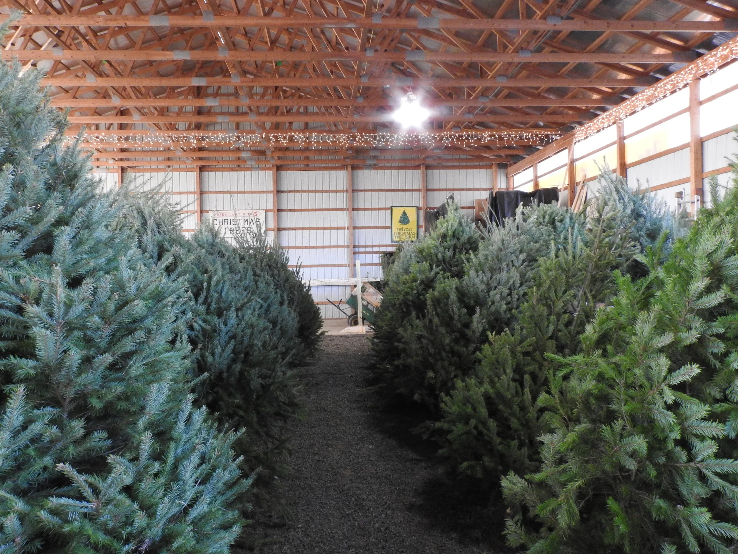 DeLong Christmas Tree Farm