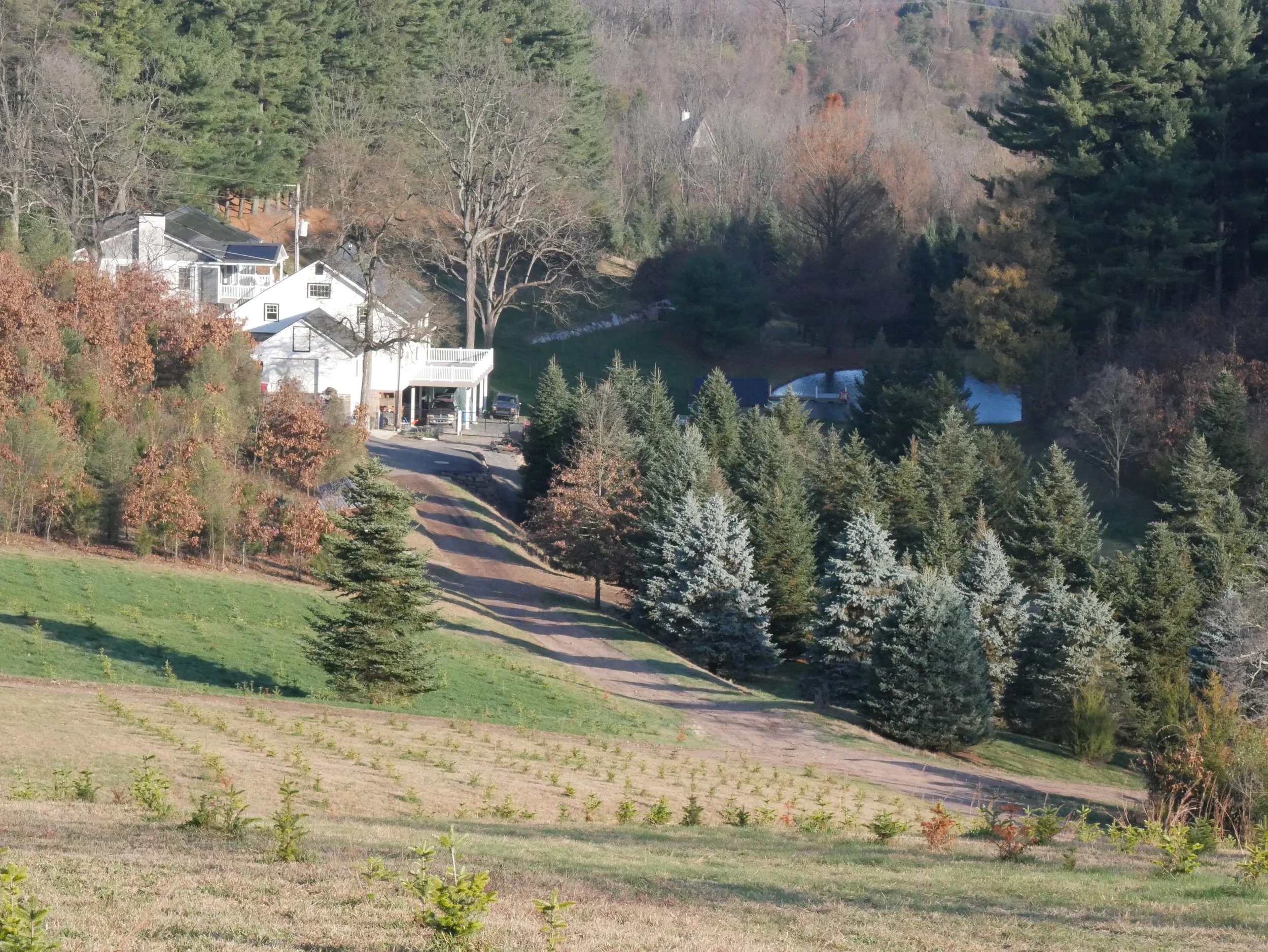 DeLong Christmas Tree Farm