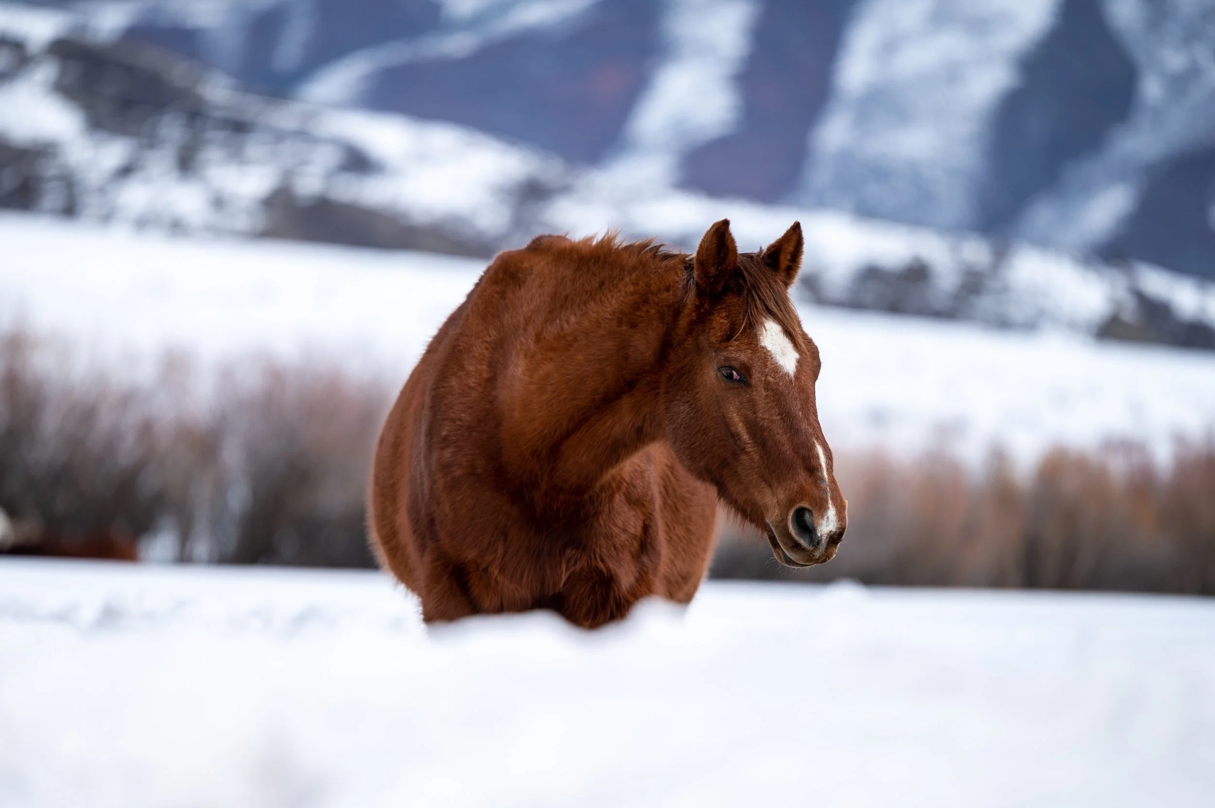 2023 Aspen Final Day preview-3922.jpg