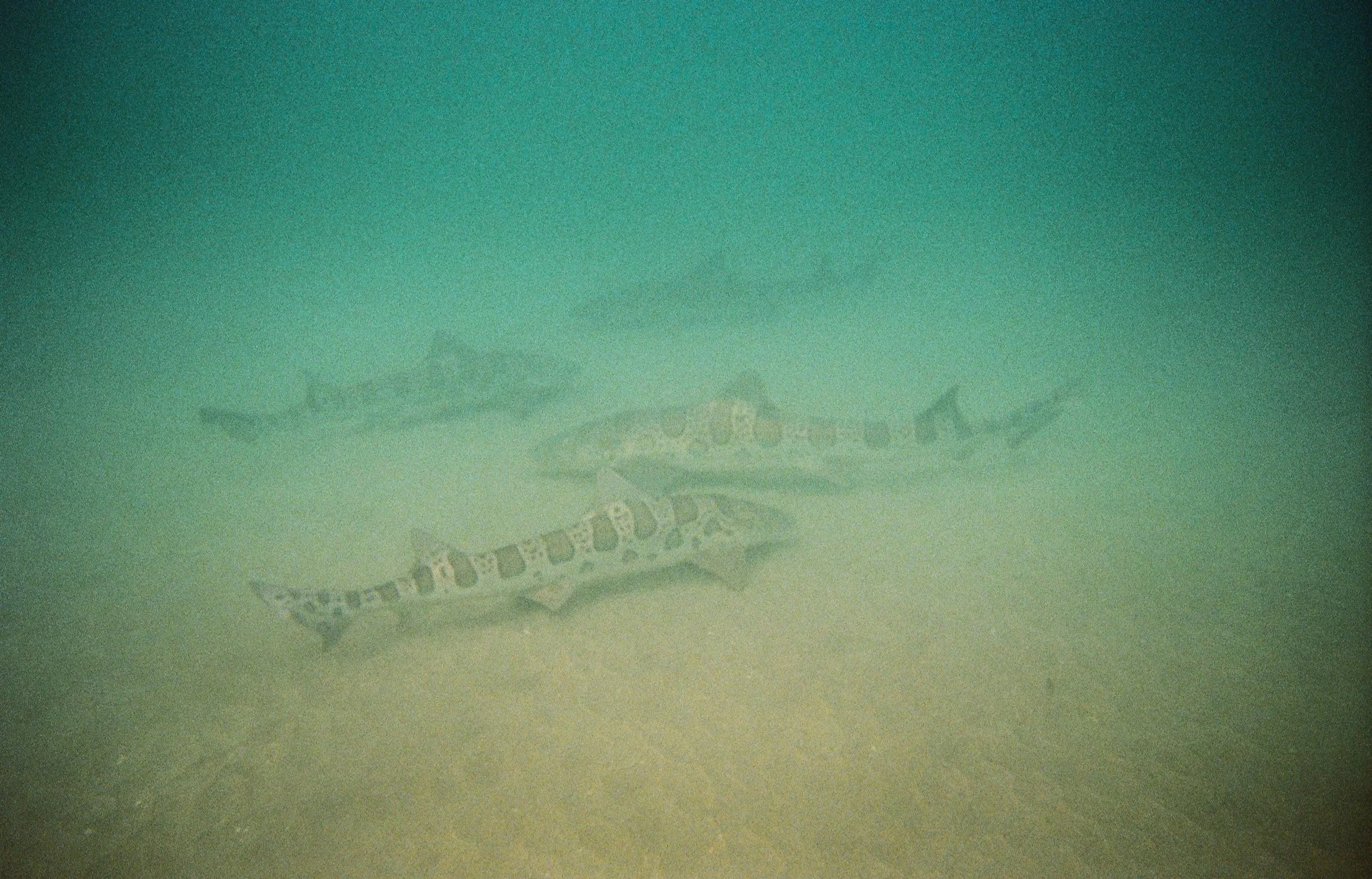 2026.8.7+Nikonos+Previews-20950018-2.jpg