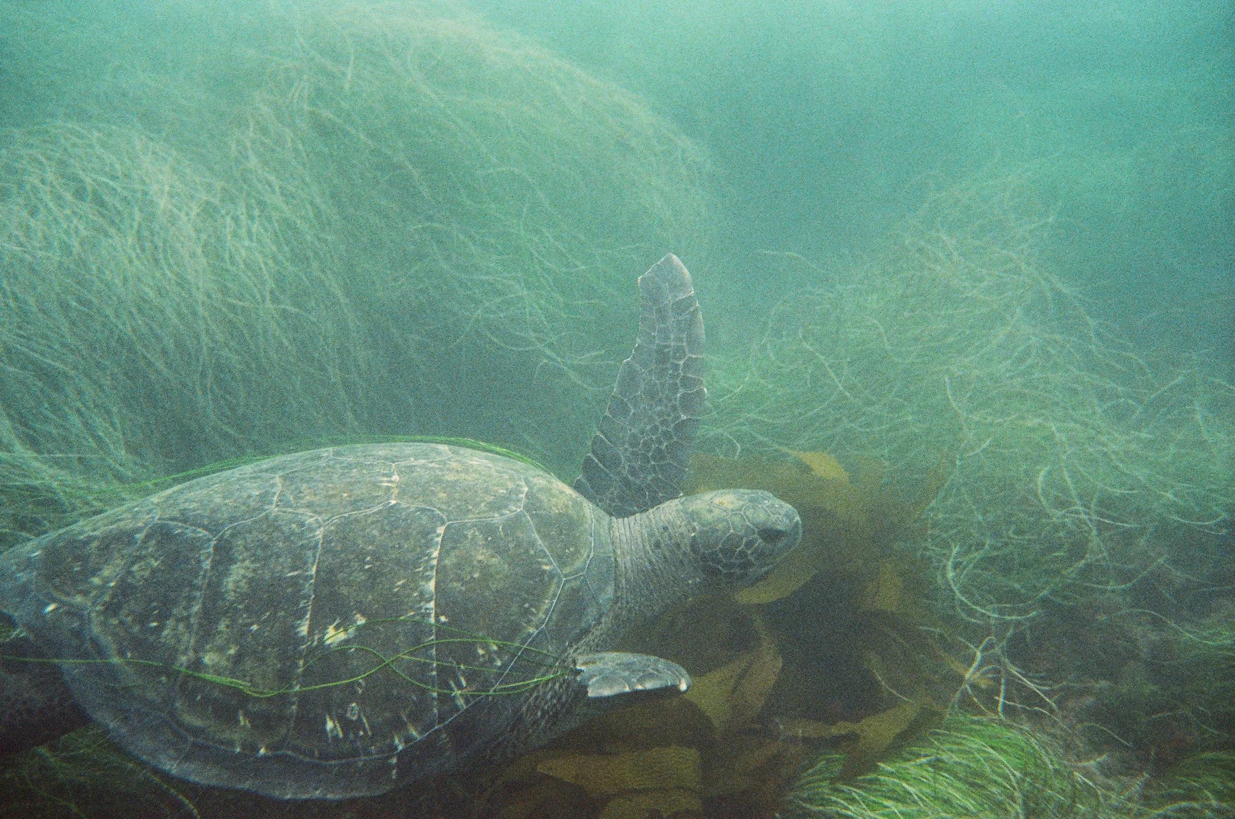 2026.8.7 Nikonos Previews-20950010.jpeg