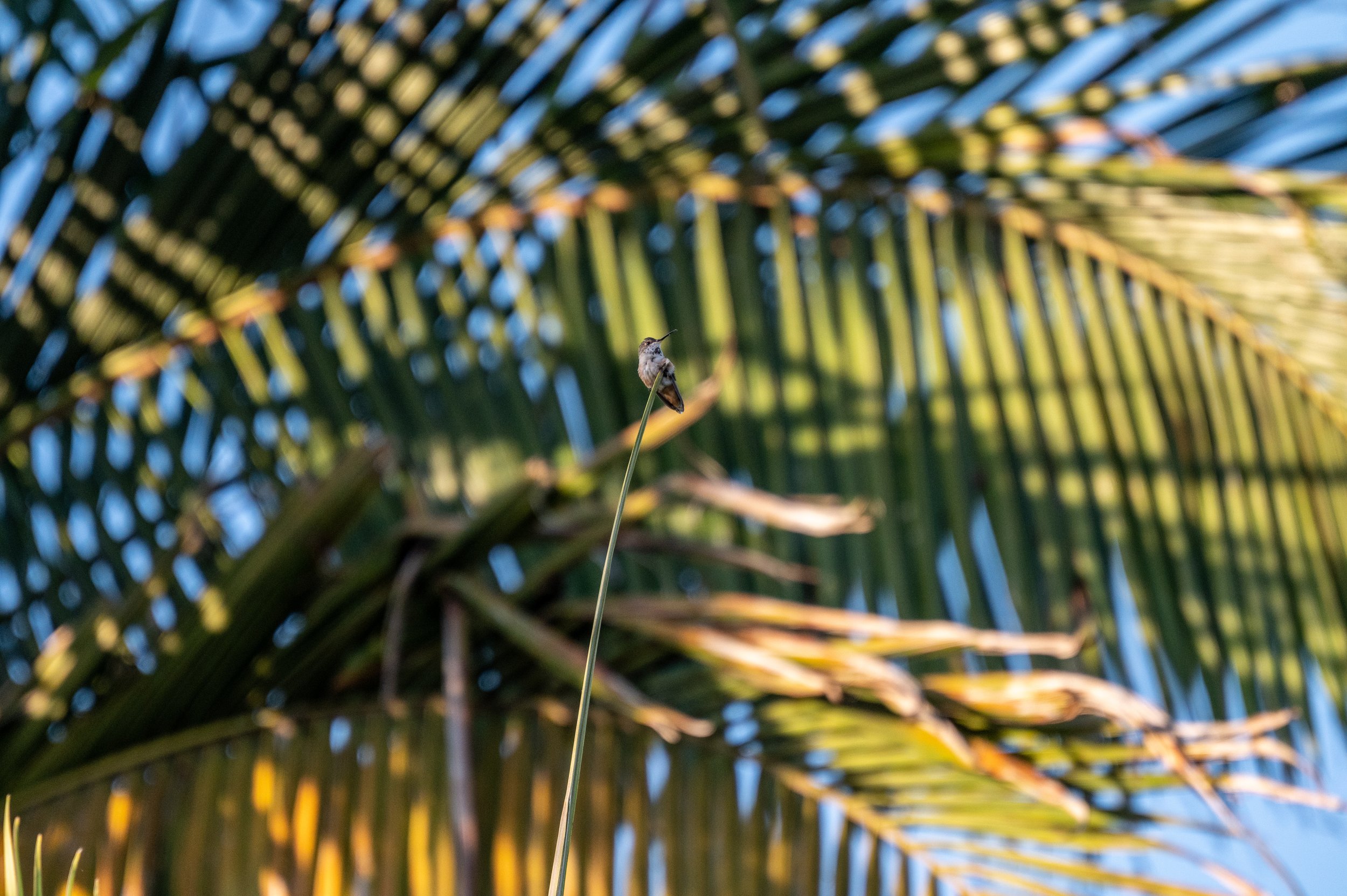 Hummingbird 2021_1-9677.jpg