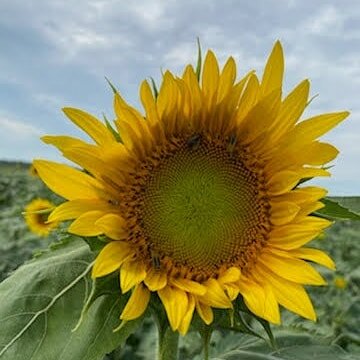 Just a little beauty to start your day!

#forrestyogabeautyreport, #startingthedaywithasmile, #sunflowermagic, #happyflower, #🌻🌻🌻