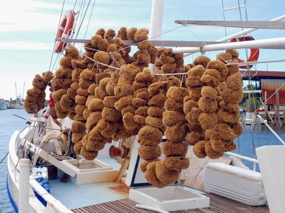 A boat docked at a marina, with numerous brown sea sponges drying on the rigging.