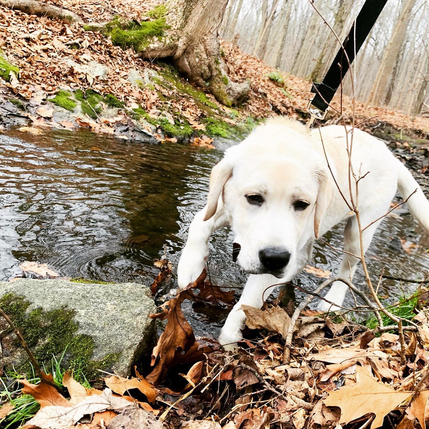 A warm welcome to our new puppy pack member, Ripple! Today Ripple successfully completed his first day of UNLEASH, our training program where dogs learn the skills necessary to hike the trails off-leash. Check out this awesome program and more at our