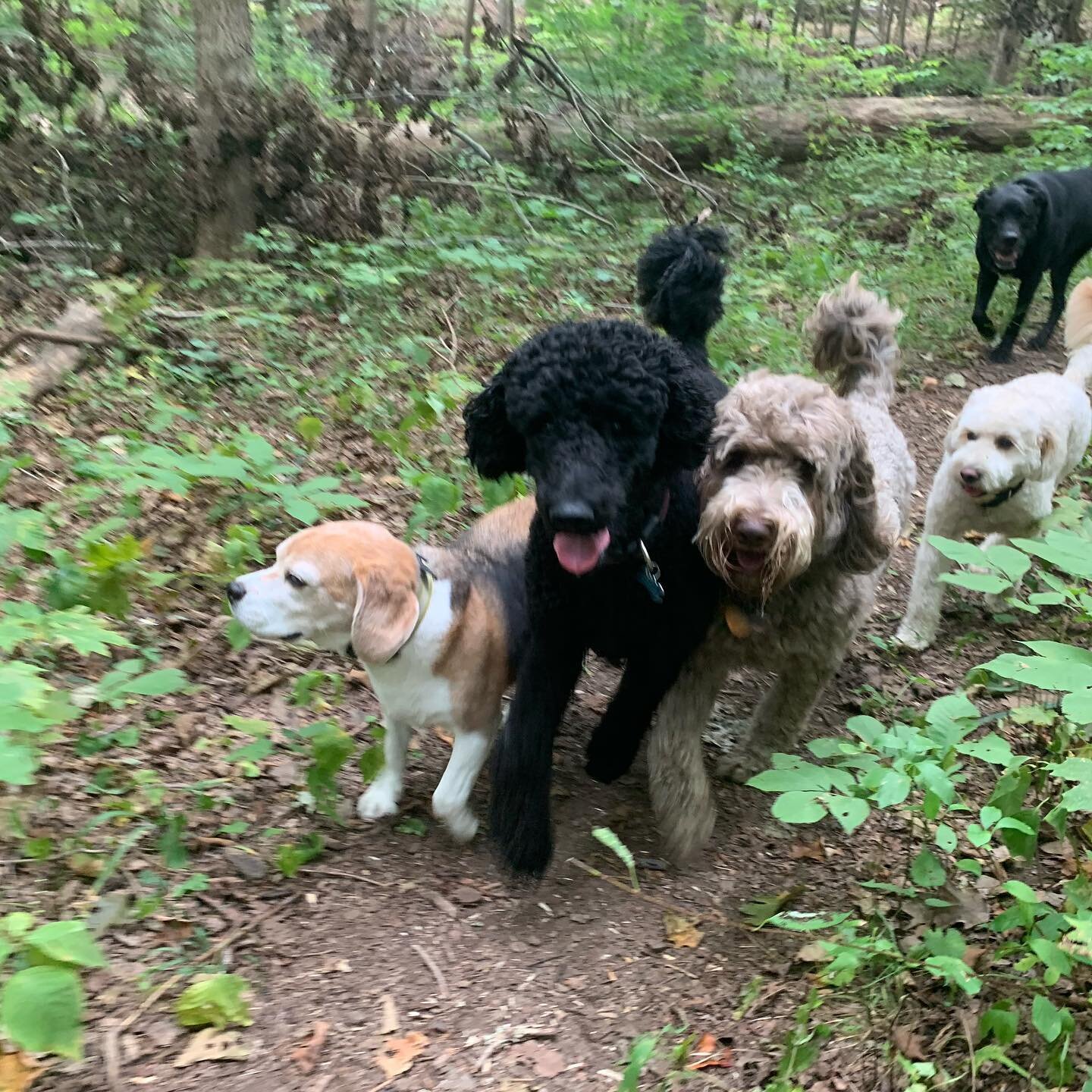 Trail hiking has recently become our most popular service! Many dog owners working from home now have the pleasure of spending more time with their furry friends but still find it difficult to provide the level of exercise and stimulation their dog n