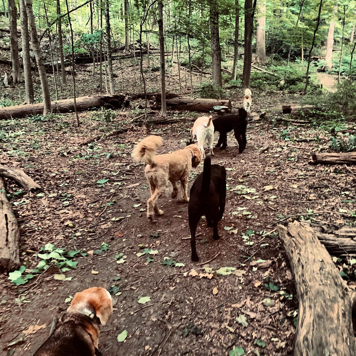 In the midst of chaos (tropical storm/blackout during a pandemic) all is peaceful at Zen Dog Pet Care! #trailhike #dogheaven #zendoglife