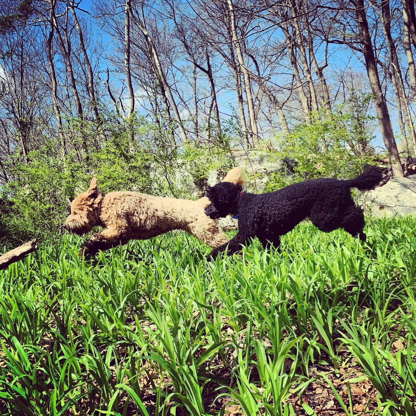 Mookie and Macie! #trailhike #spring #zendoglife #poodle #doodle #dogsofinstagram #dogsofwestchester