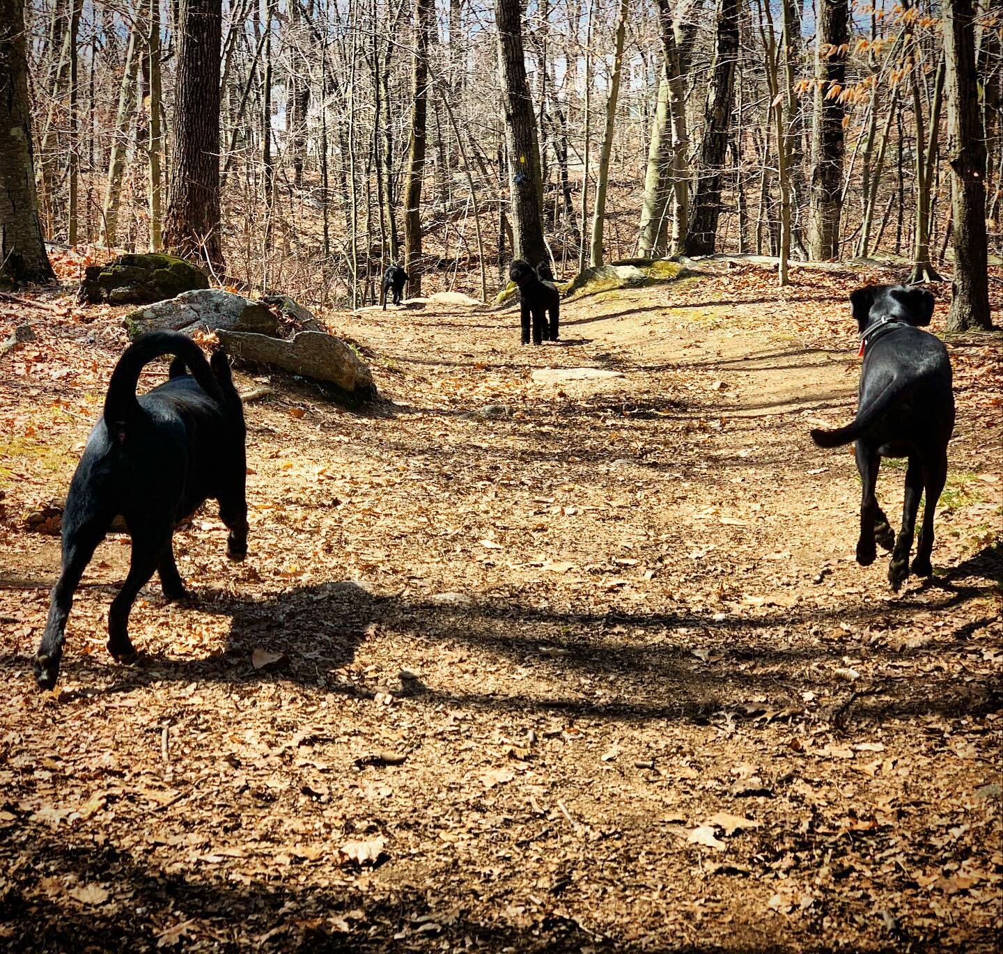 Zen Dog Goes Rambo #Trailhiking #offleash #dogwalking #zendoglife #freedom #blackdog