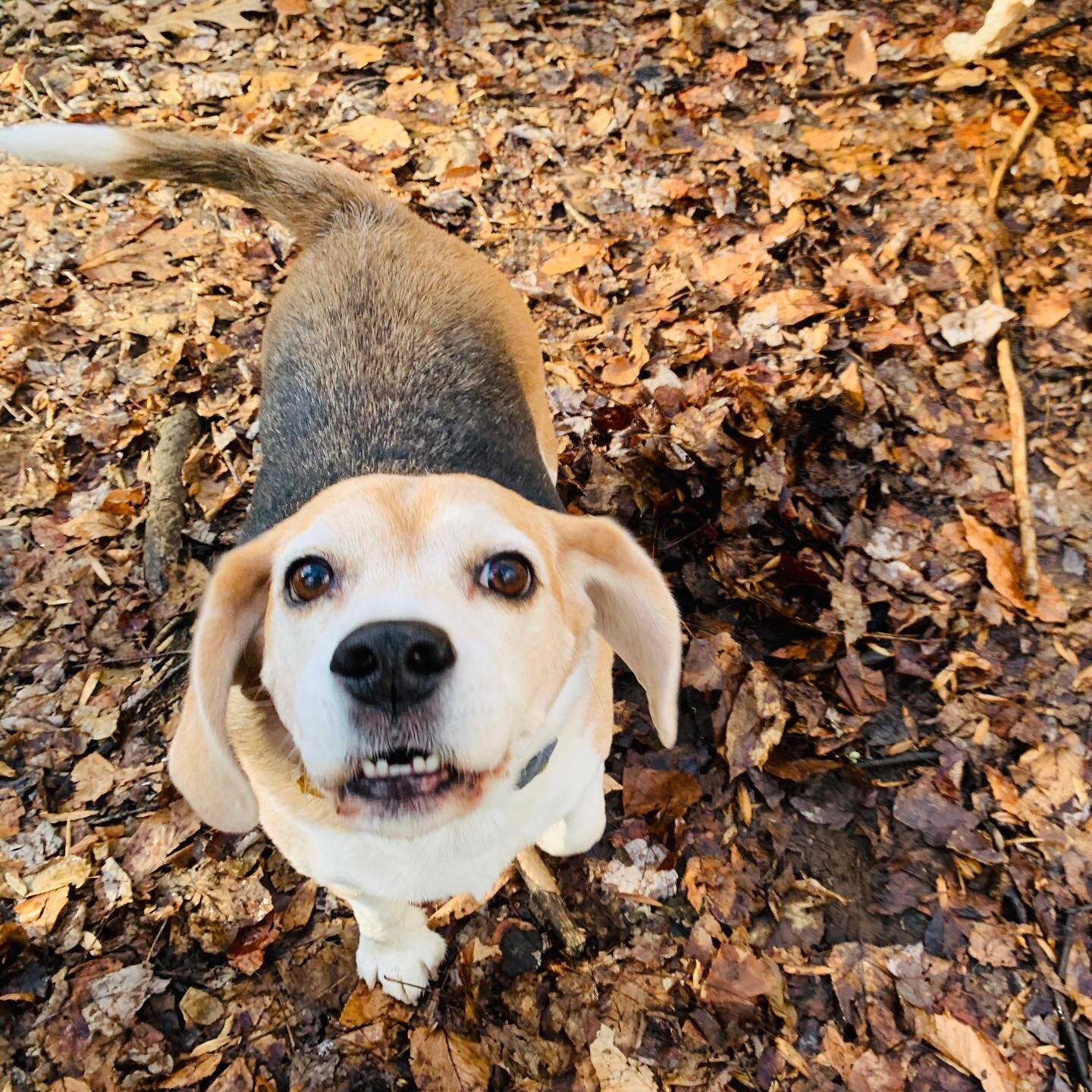 #Axel is an old friend and possibly the most adorable dog to ever exist.