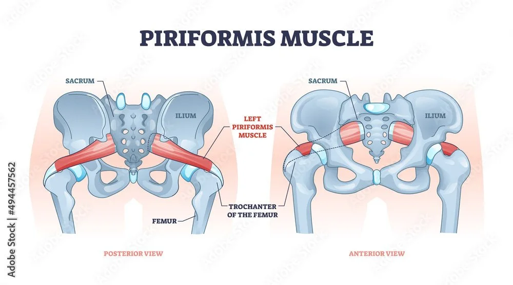 Sciatica vs Piriformis Syndrome: Decode the Pain & Roll It Away