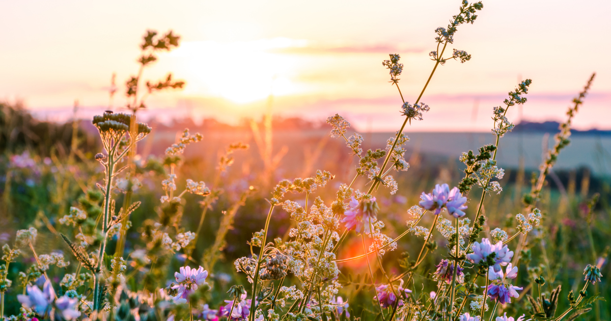 Shared Calendars That Actually Work for Summer Co-Parenting