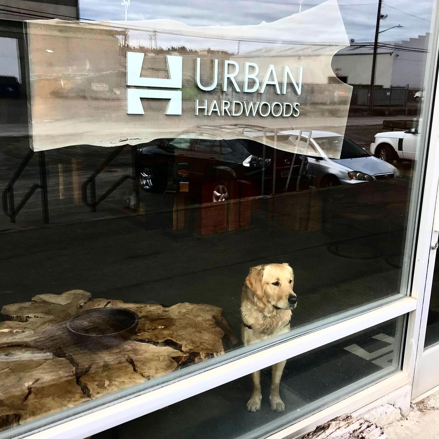 In honor of #nationaldogday it&rsquo;s only right to shout out our furry woodshop companion Goose! 🦮🐾
He&rsquo;s the first to greet customers at the door, he gives shop tours, and even cleans up wood scraps off the floor - a true customer service g