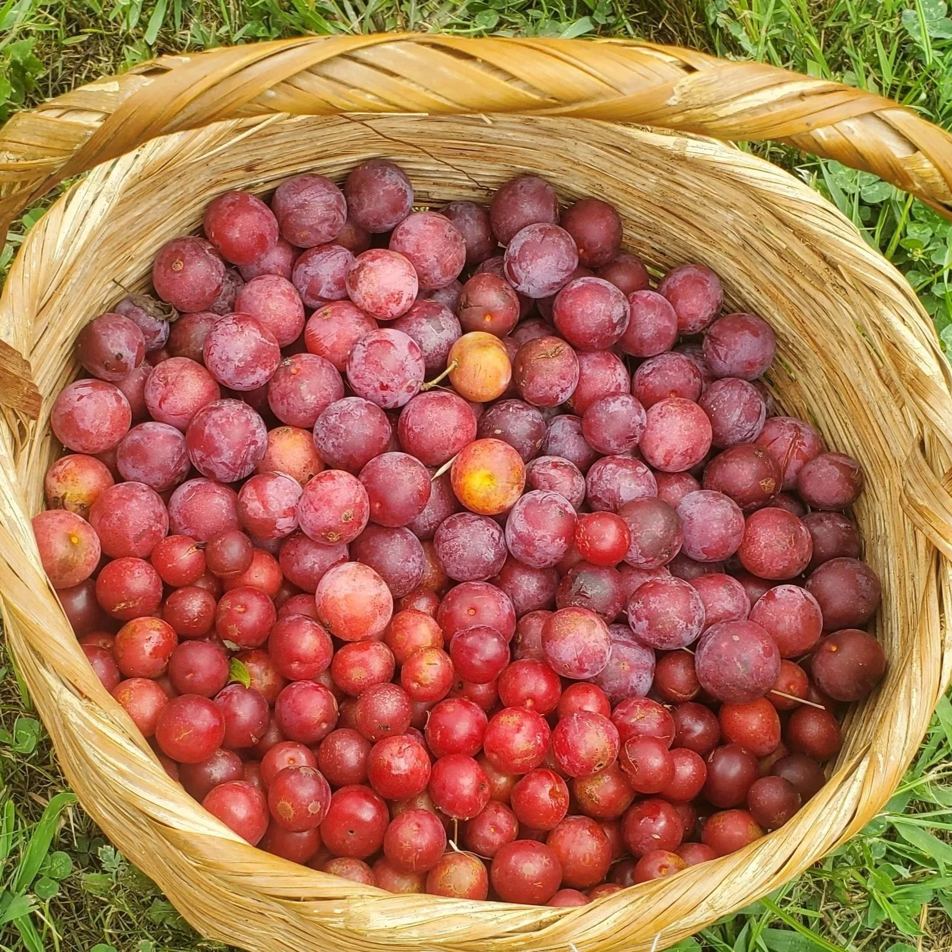 Native Plums: Beach plums, American plums, Goose, Chickasaw...