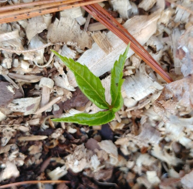 American Ginseng  Future Forest Plants