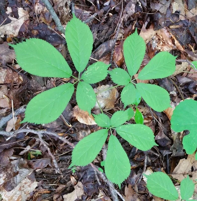 American Ginseng  Future Forest Plants