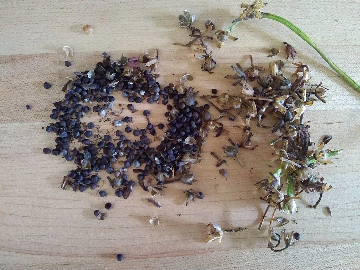 Sweet Potato Seeds  Future Forest Plants